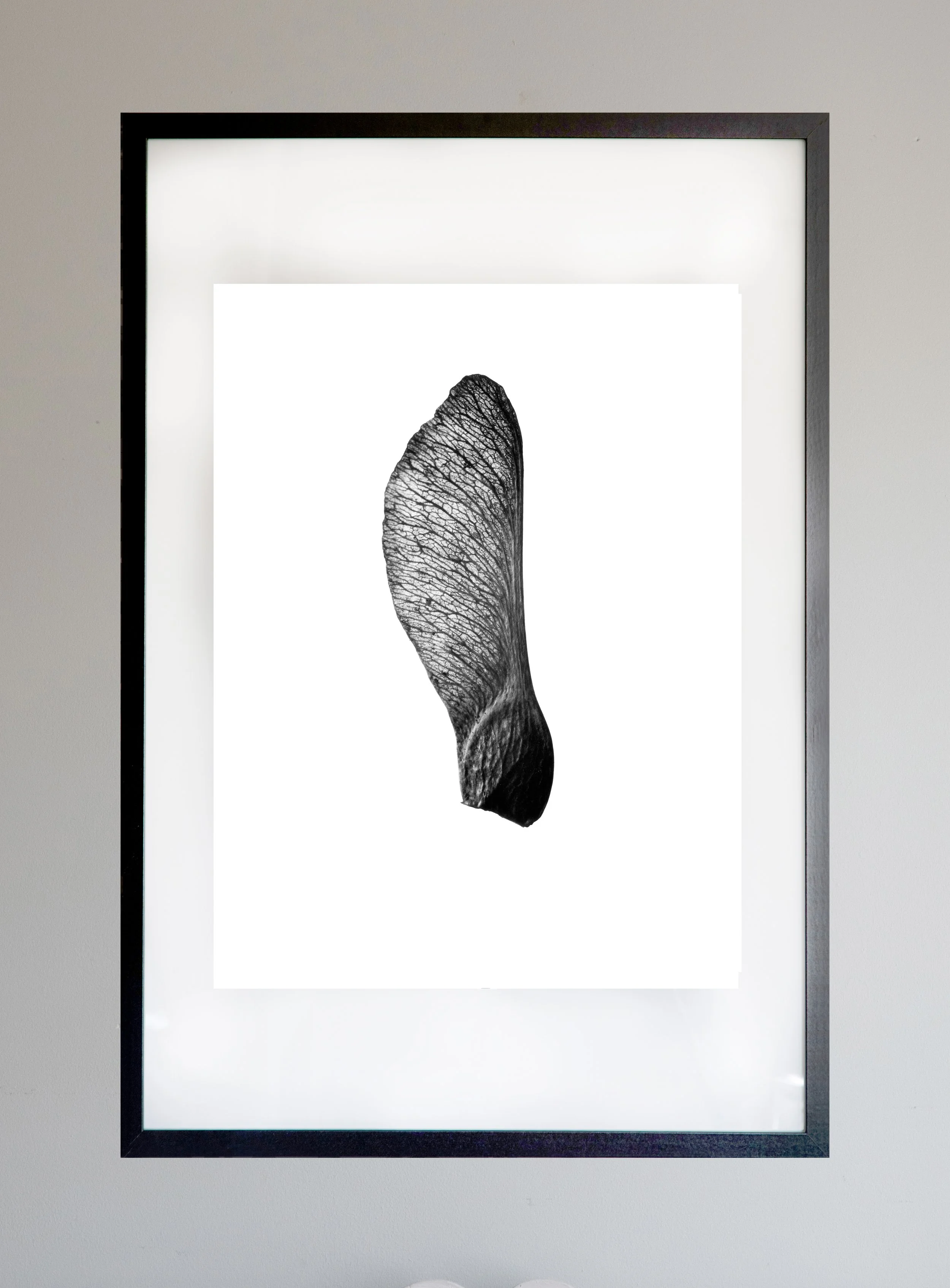 FramedSycamore.1.jpg