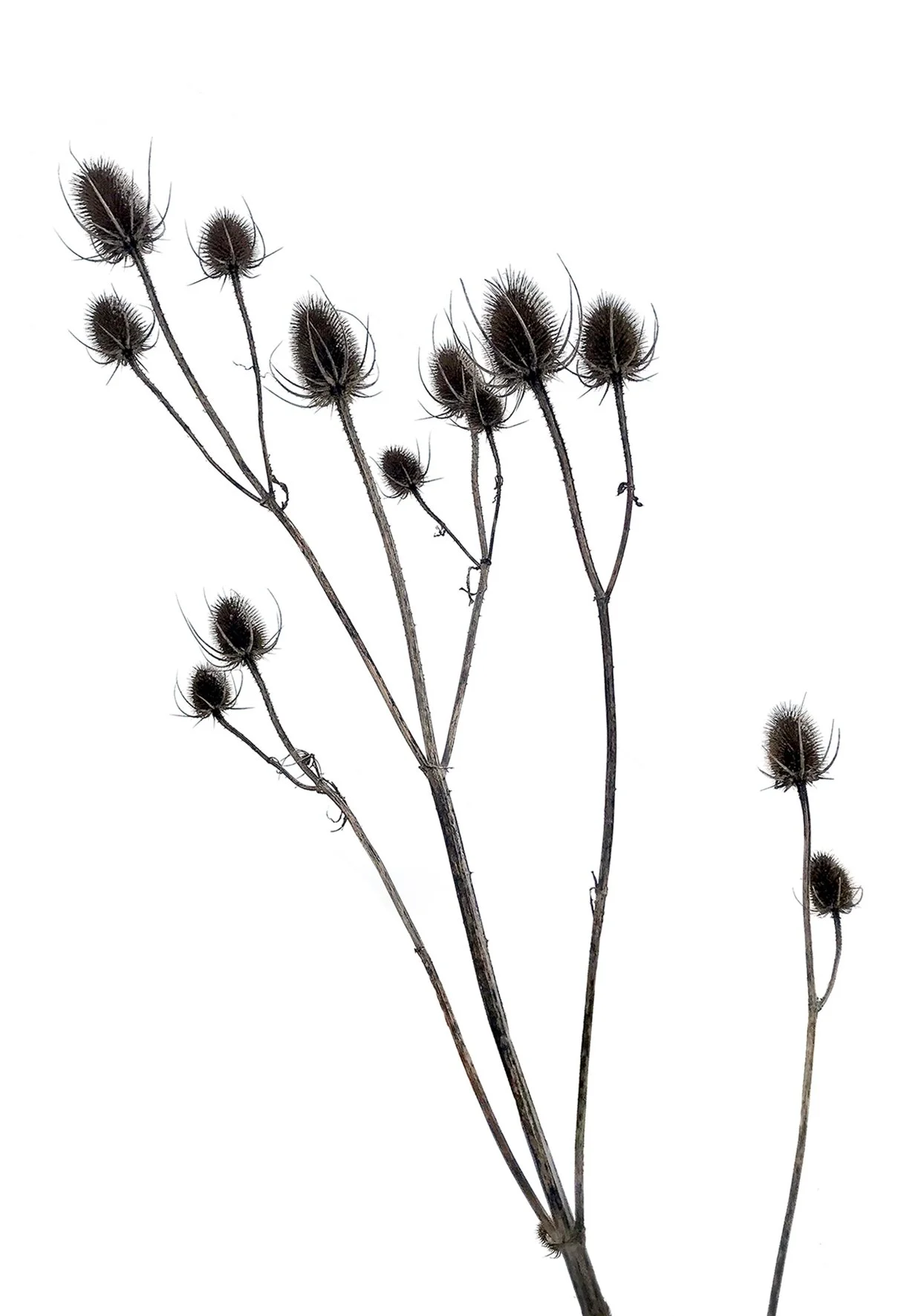 ©LeeFunnell_Teasels copy.jpg