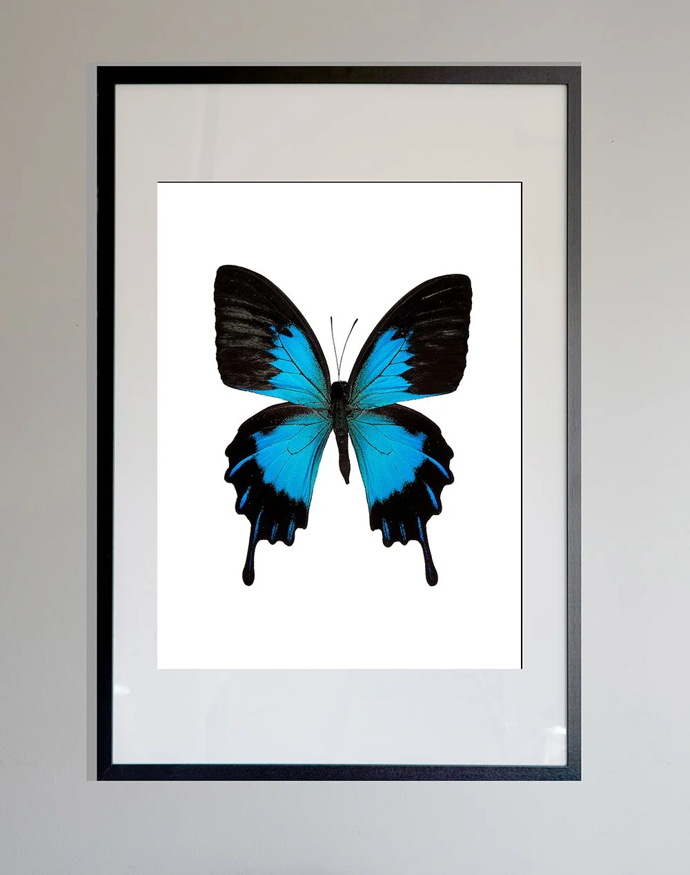FramedPrintButterfly.jpg
