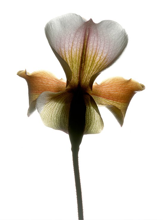 ORCHID