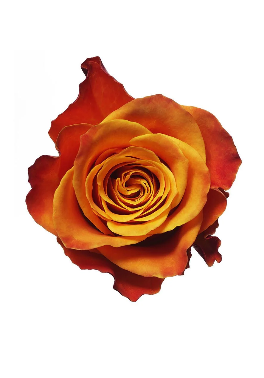 ©LeeFunnell_OrangeRose_10.jpg