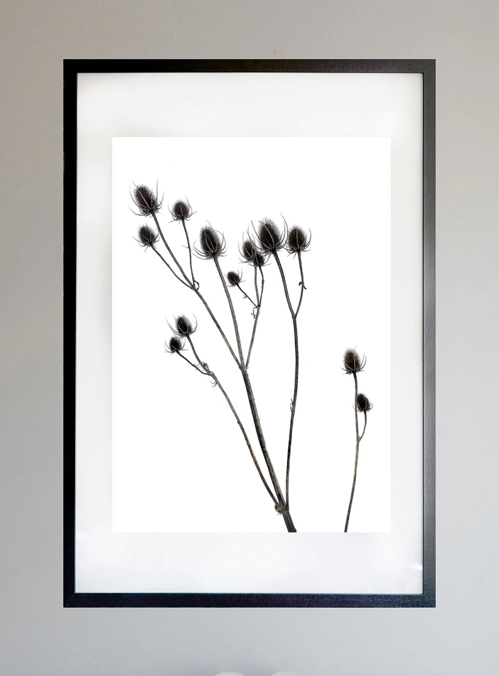 Teasels_Frame.jpg