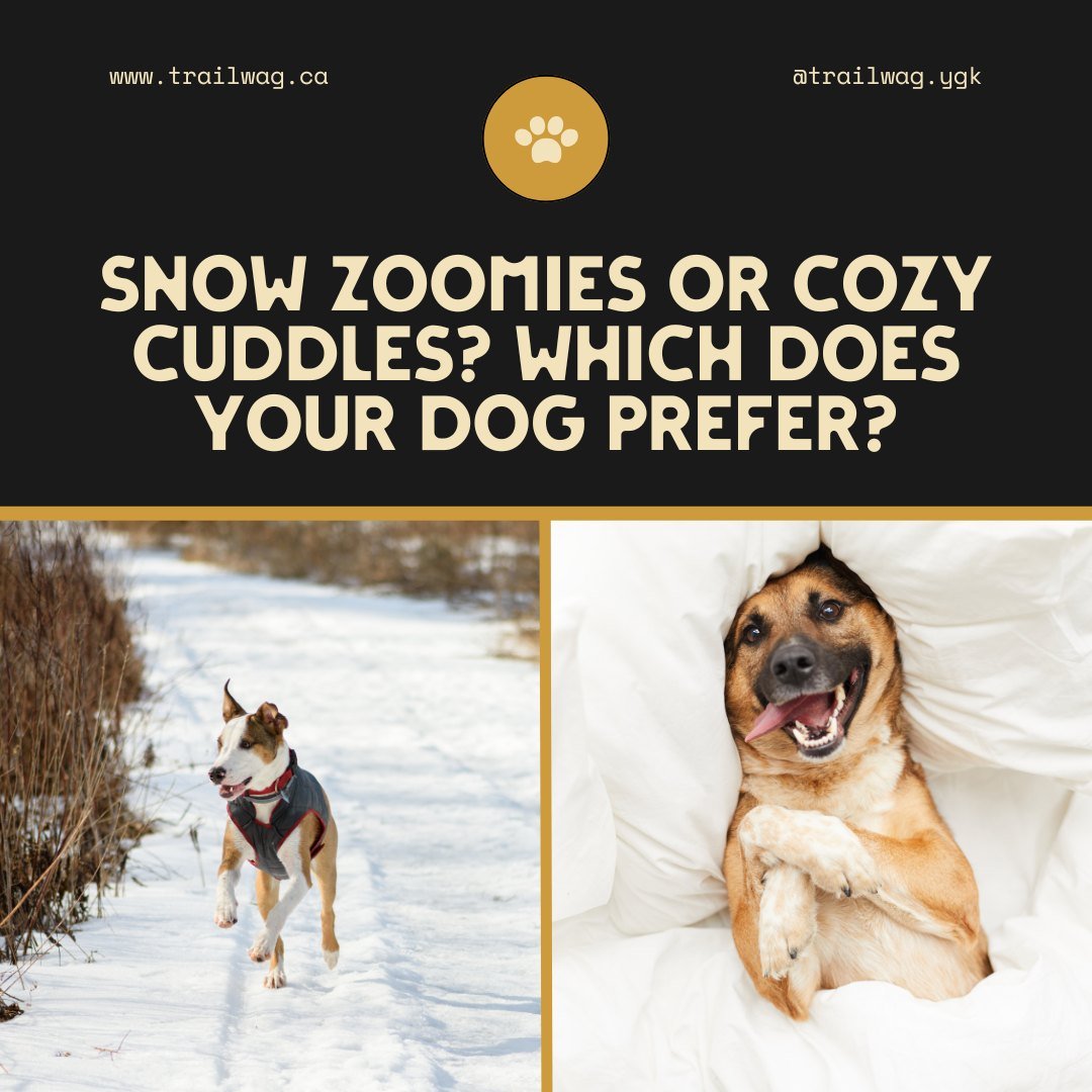❄️ Snow Zoomies or Cozy Cuddles? 🐾

It&rsquo;s that time of year when some dogs are racing through the snow (in what little snow we have!) like they&rsquo;re auditioning for a sled team, while others are snuggled up inside, refusing to face the cold
