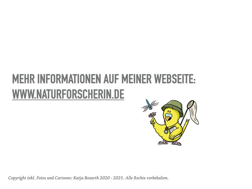 VHS Vortrag Nature Journaling.019.jpeg