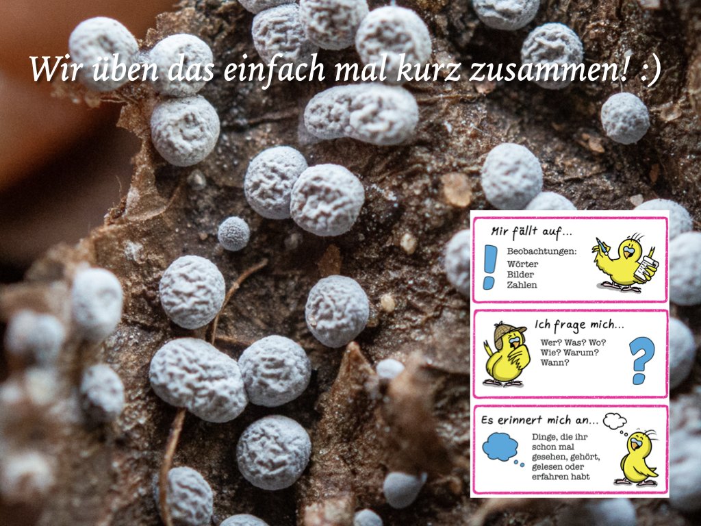 VHS Vortrag Nature Journaling.009.jpeg