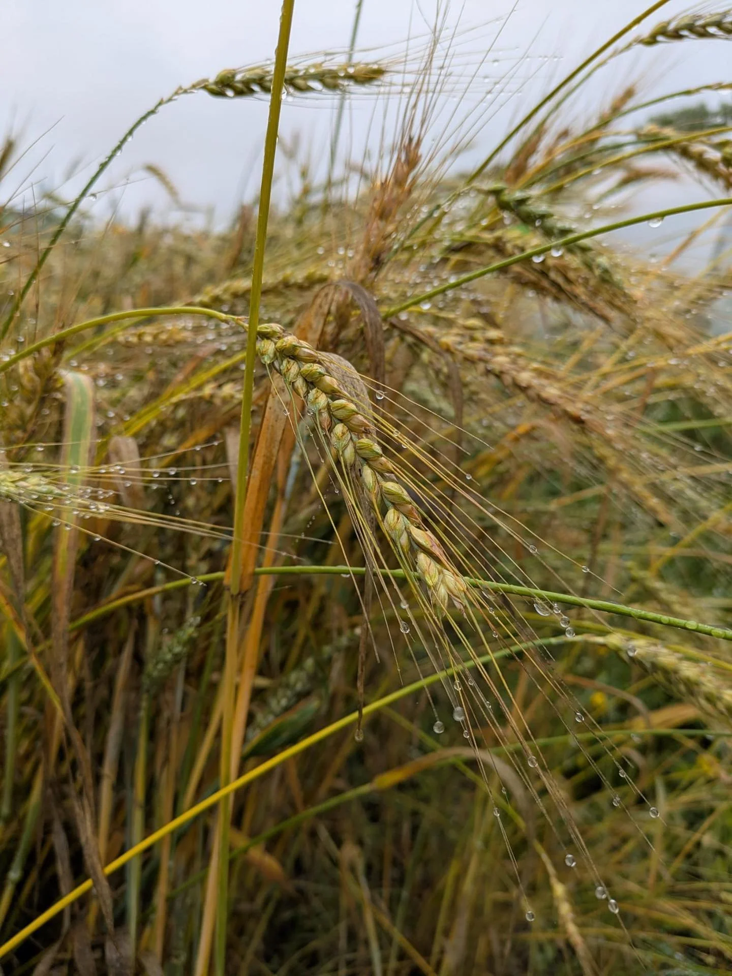 At our recent sessions at @naturewise_forest_garden @danyrhelyg_community_garden we were joined by the wonderful @kristinariddington to decorate and glaze our plates and bowls ahead of our upcoming harvest feast. Lots of tasty seasonal food was cooke