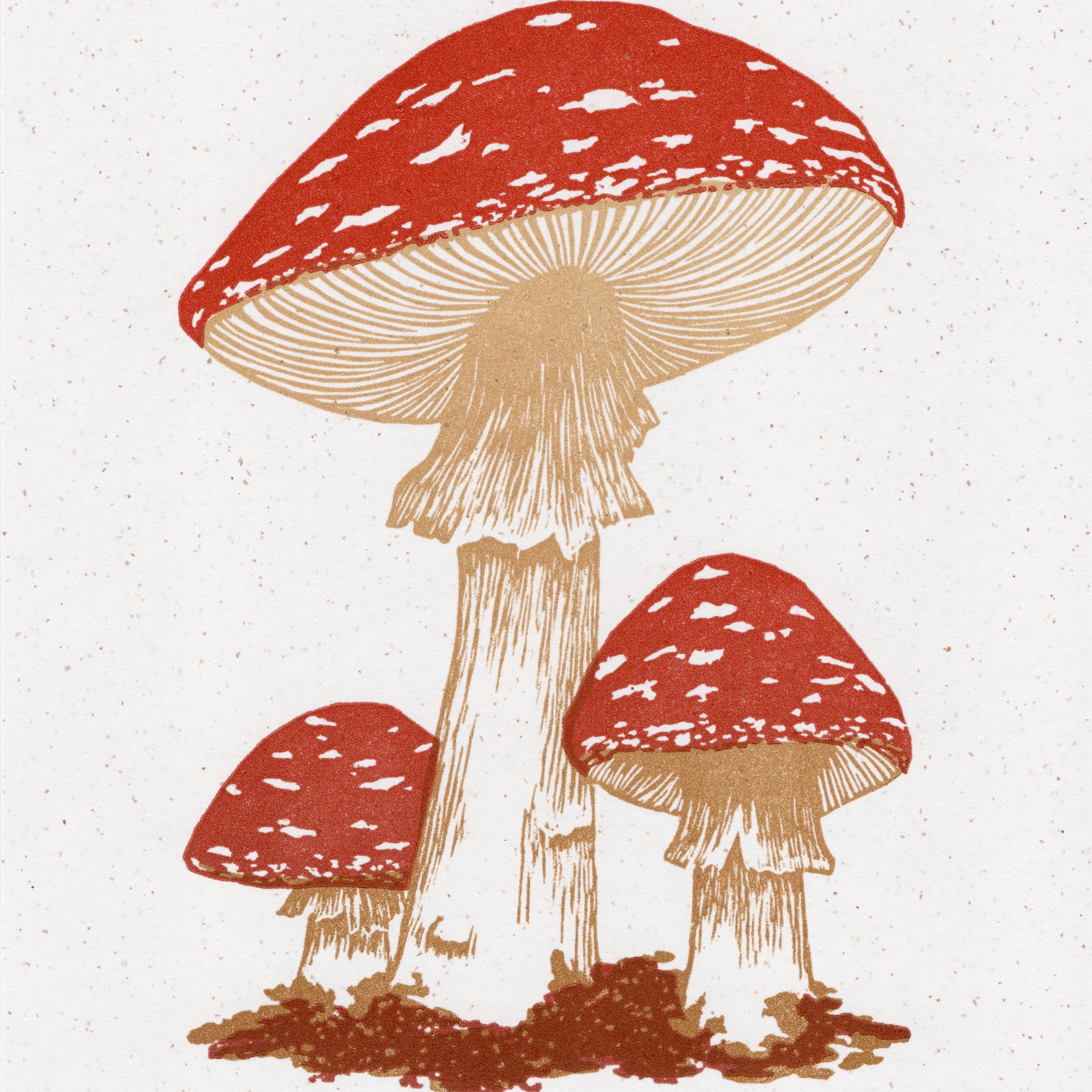 Fly Agaric