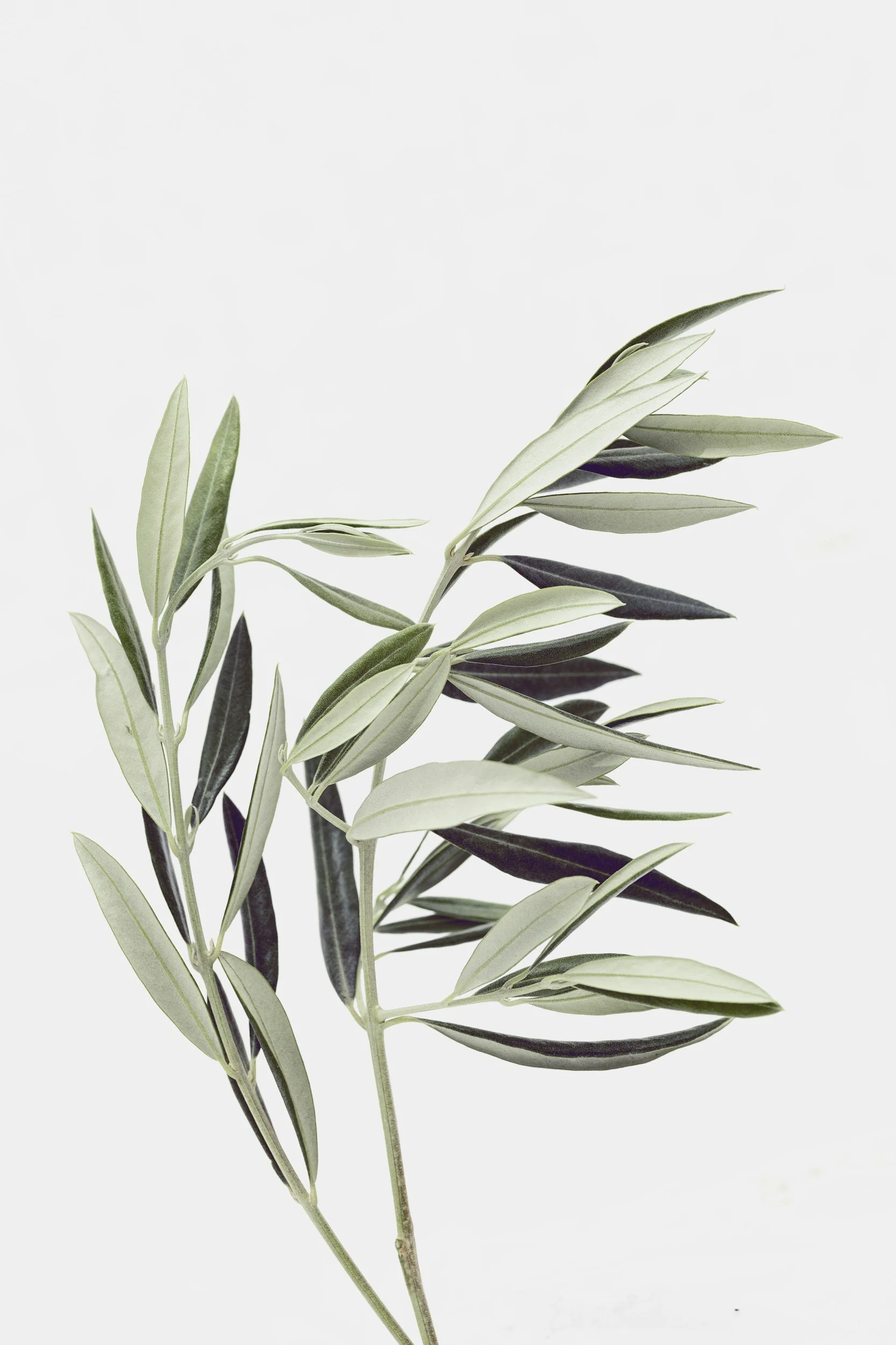 Why We Use Olive Oil Instead of Seed Oils in Our Granola