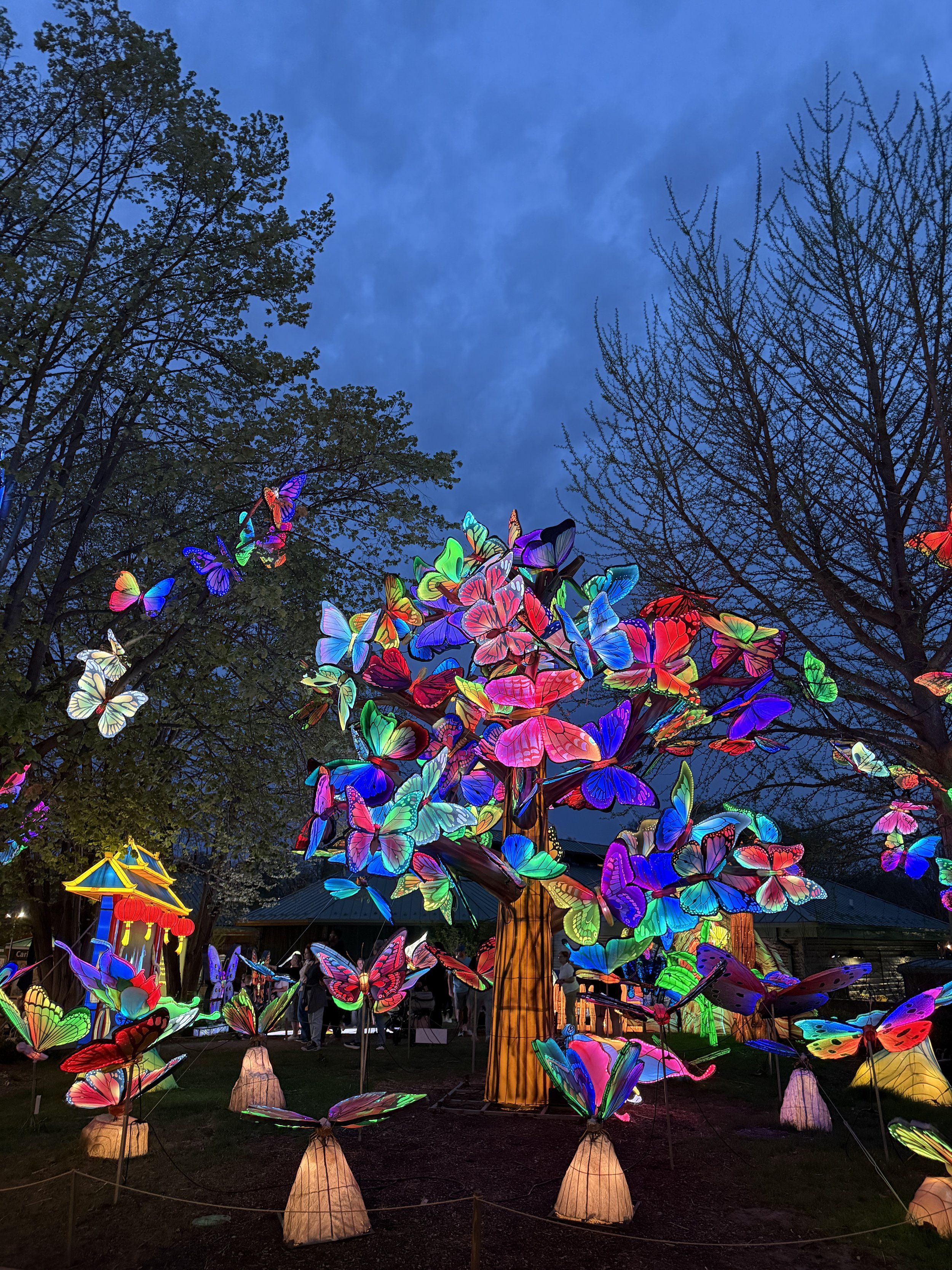 Animals Aglow at the St. Louis Zoo is a must visit family event.