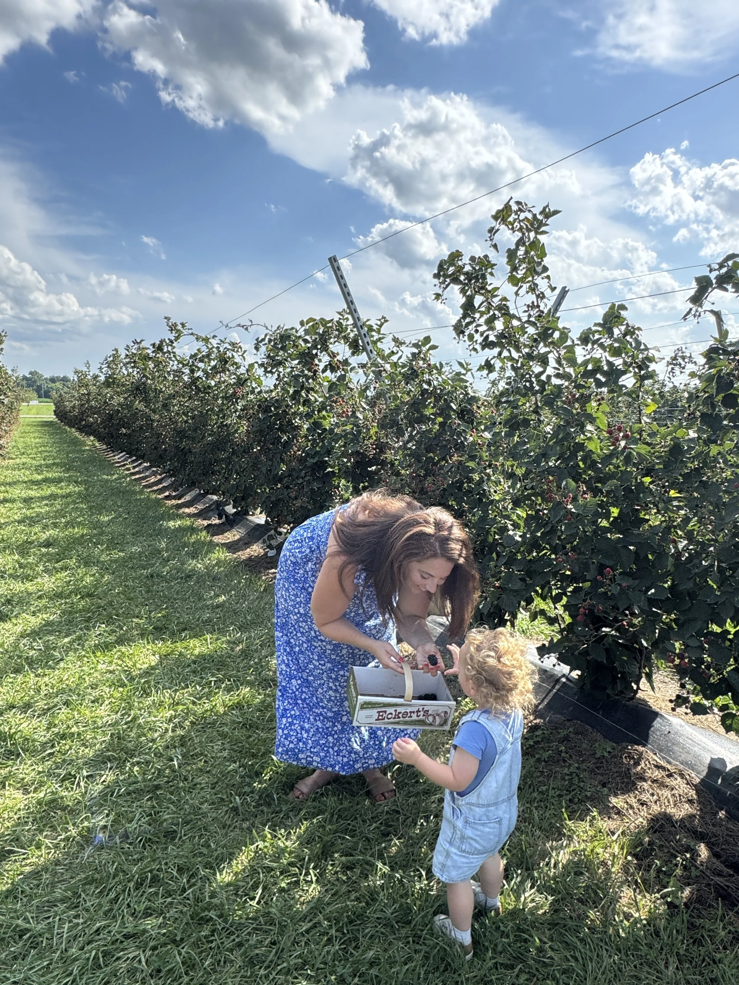 Where to Pick Your Own Peaches and Berries Near St. Louis This Summer