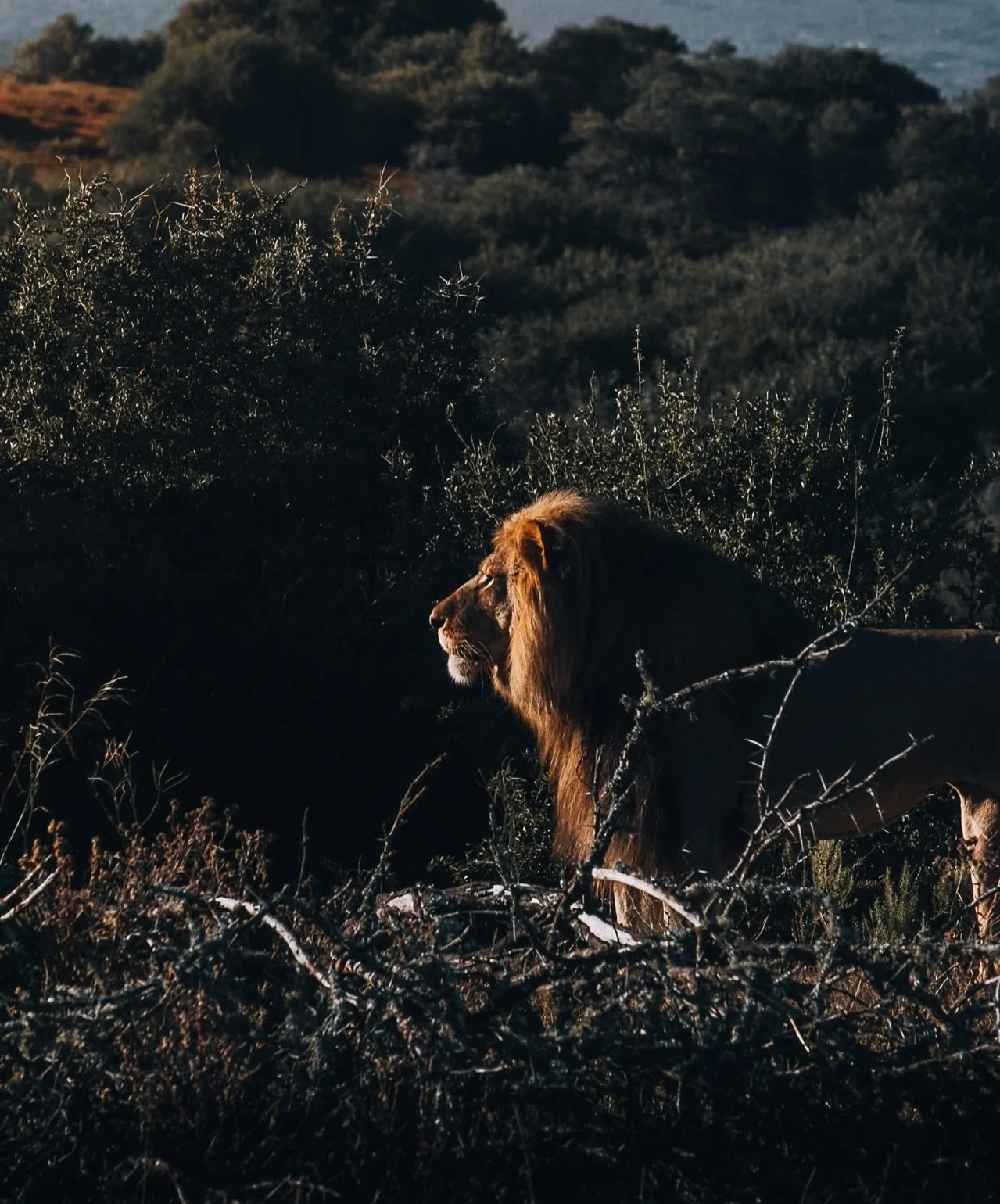 Why hang art&hellip; when you can live inside it? 🖤

This King, captured in the wild while watching over his kingdom, now transforms into a statement wall! Bringing strength, presence, and stillness into the heart of a room. 

A reminder that beauty
