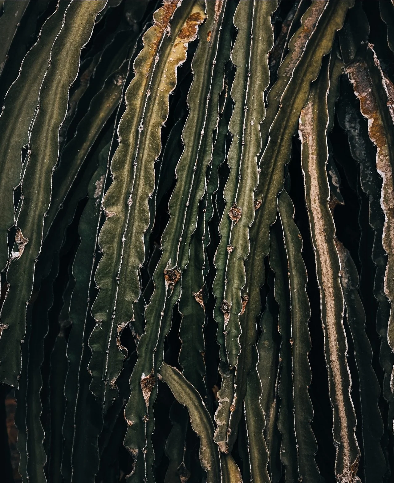 Nature restores us.
Even in a frame.

This is called biophilia: our natural pull towards nature.
Even a photograph with green in your workspace can lower stress, improve focus, and support well-being.