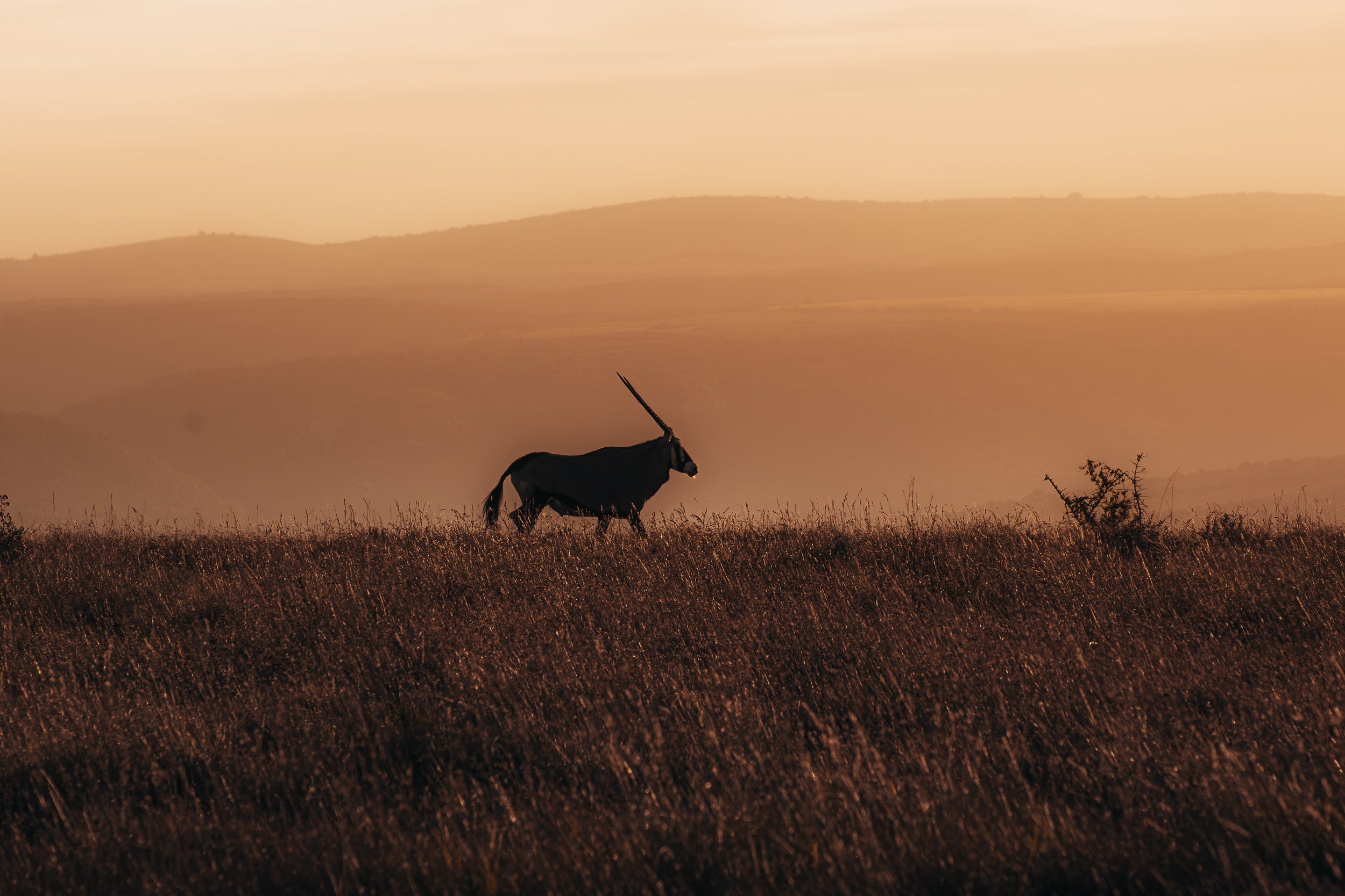 Alone in the Wild.jpg