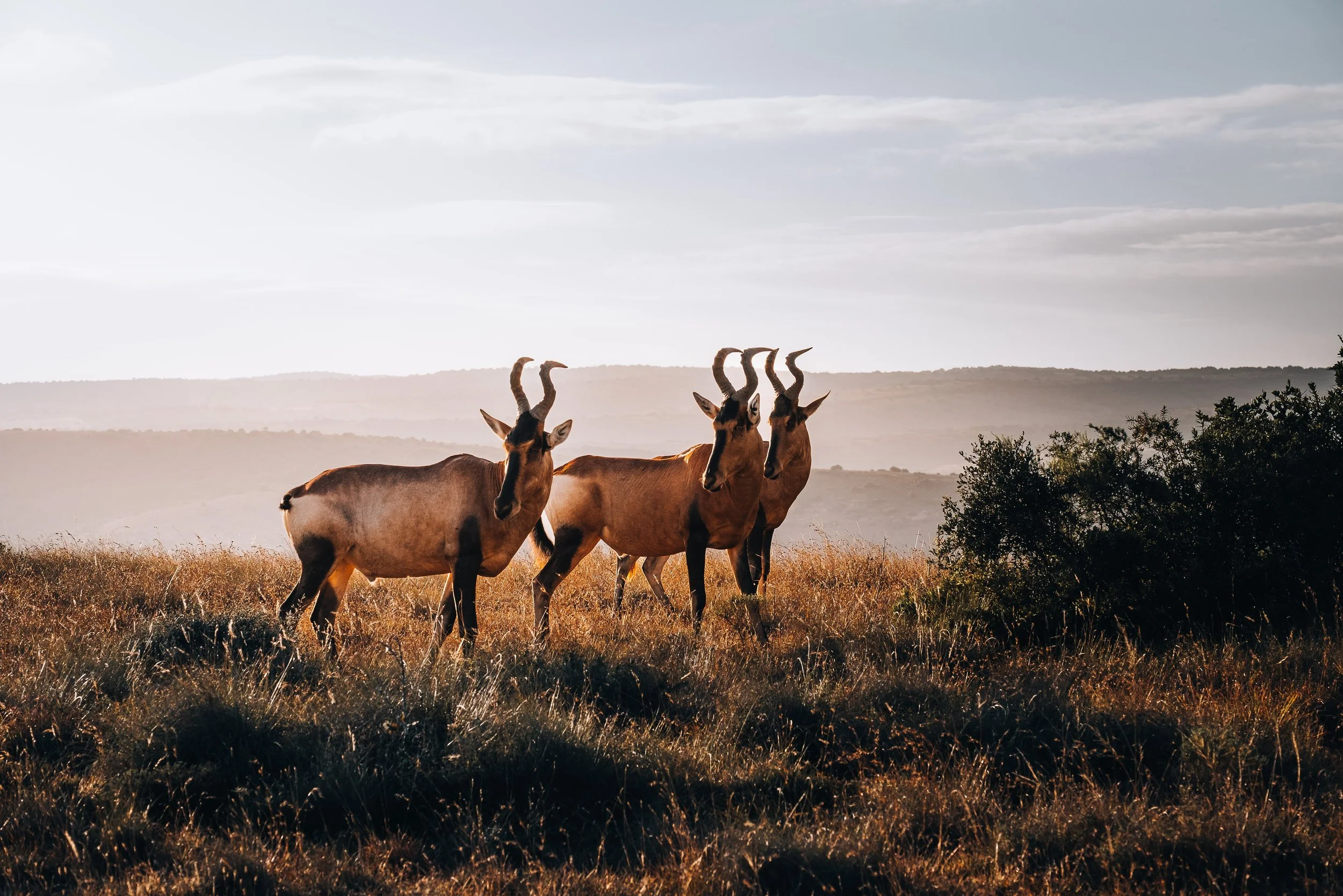 2. Looking Out Big -min.jpg