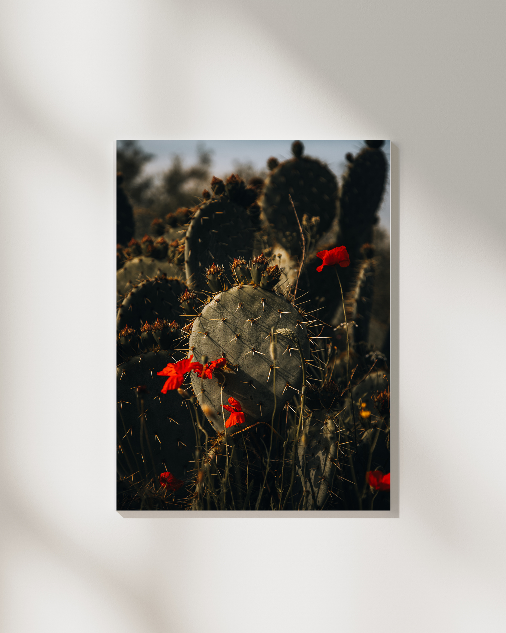 Soft Amongst Thorns