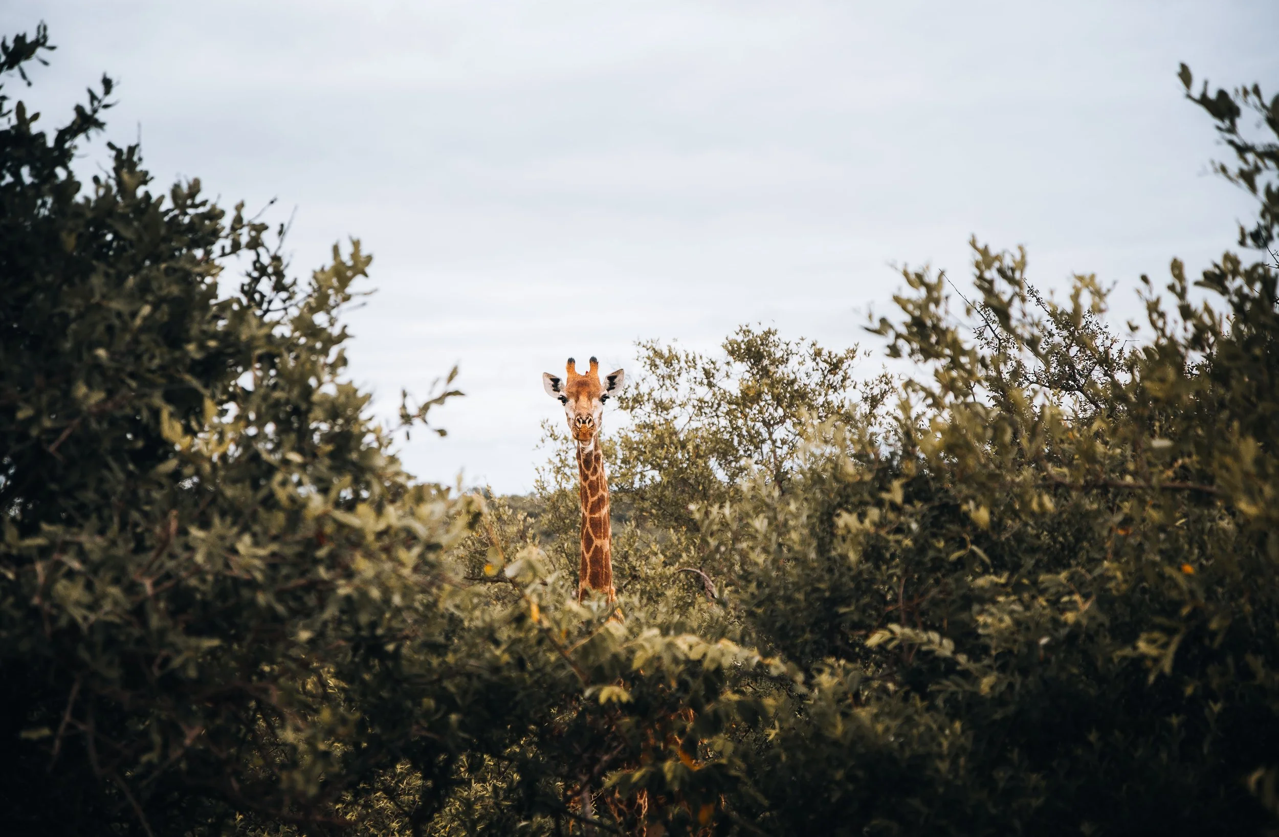 1. The Curious One-min.jpg