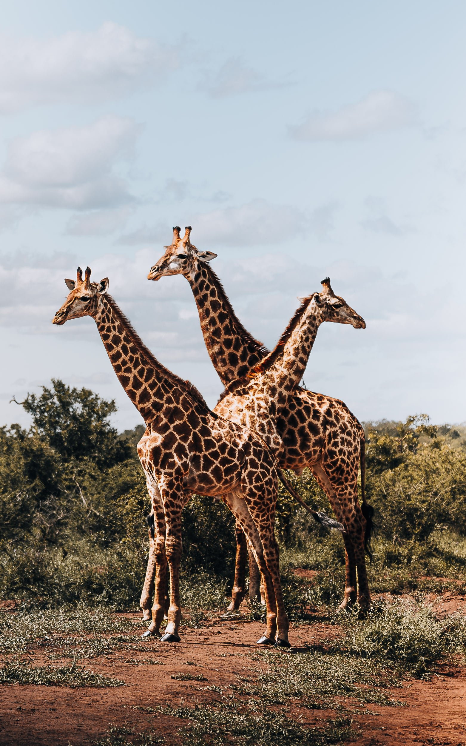 7. Optical Illusion-min.jpg