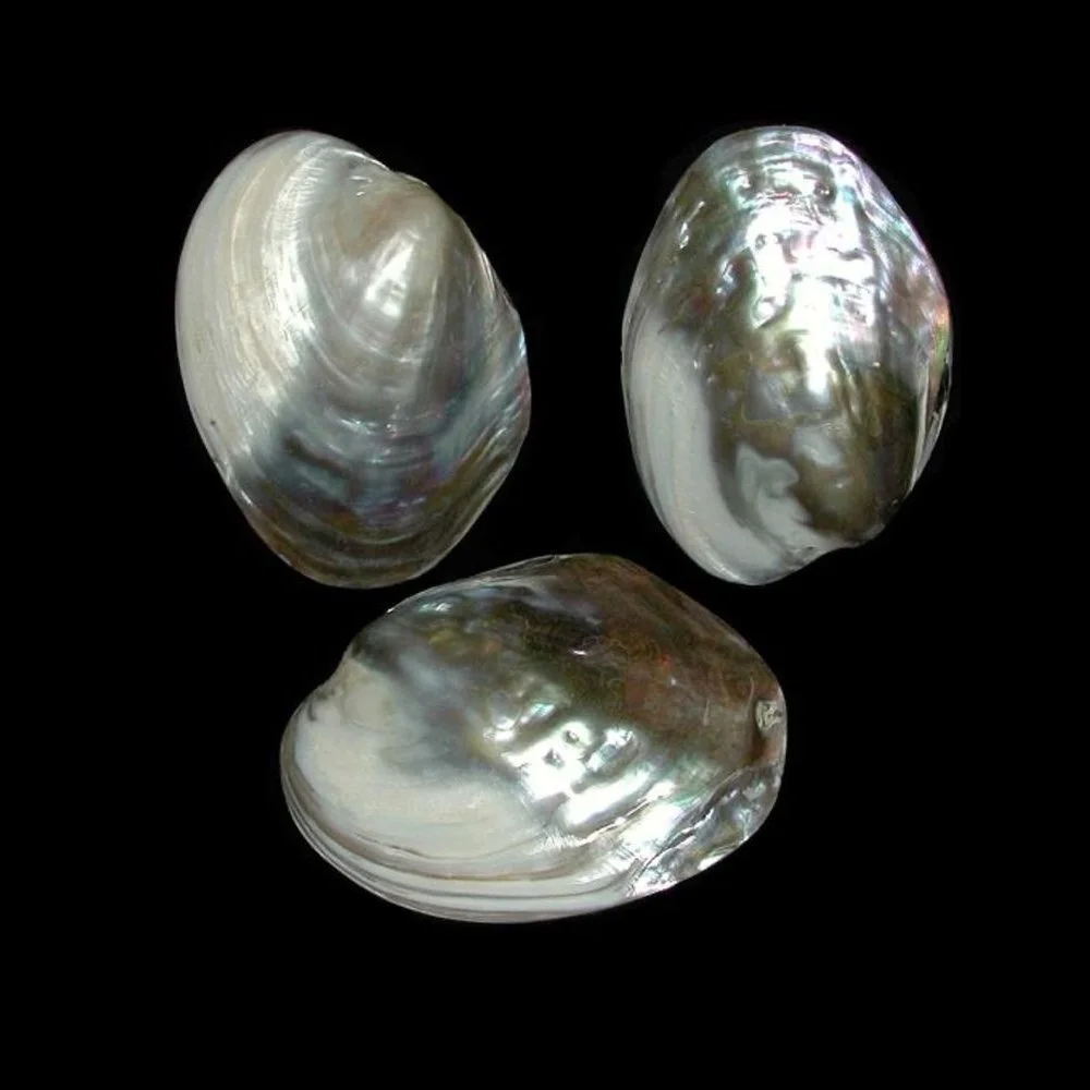 group shells.jpg