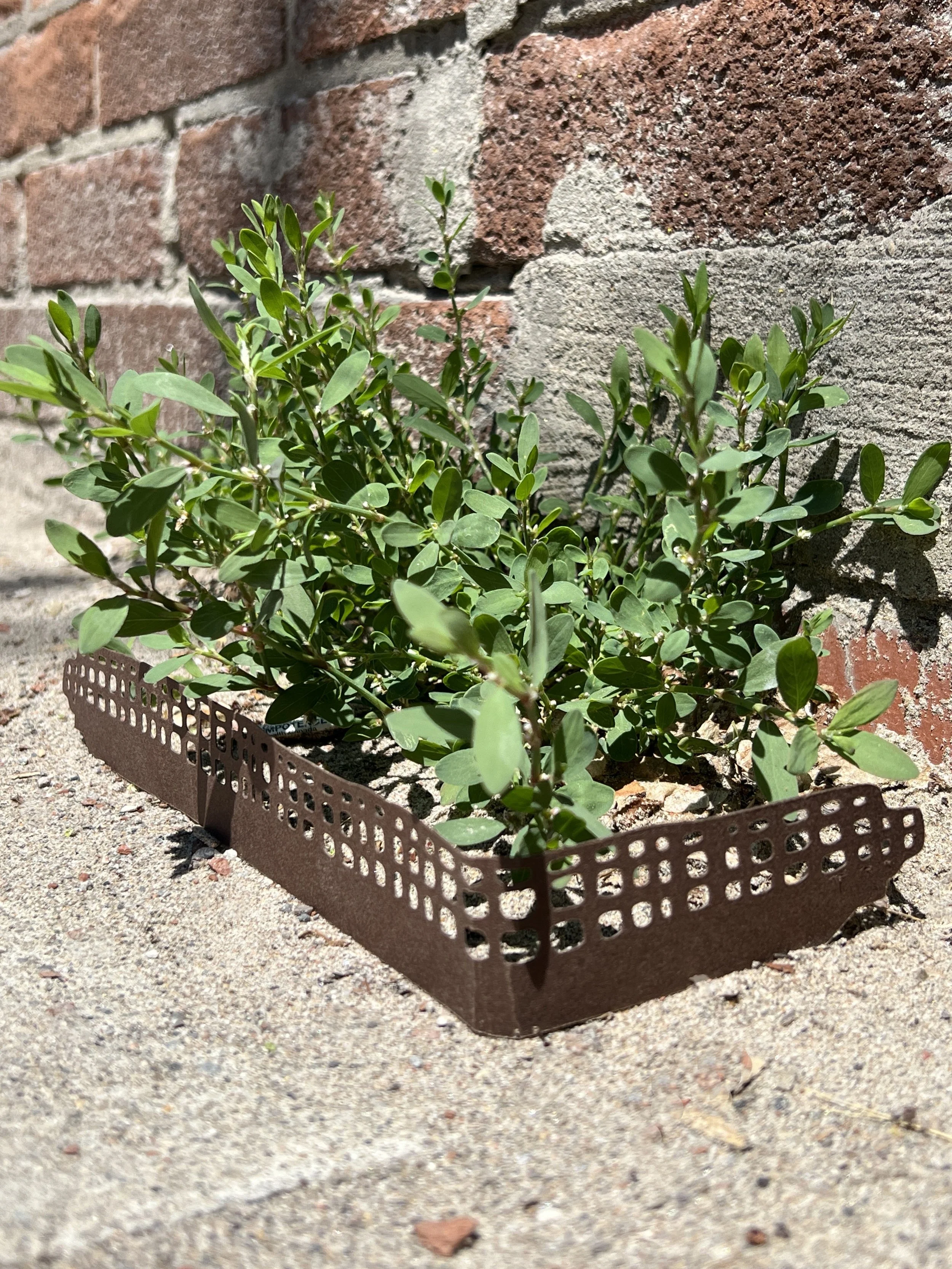 mini edge cropped.jpg