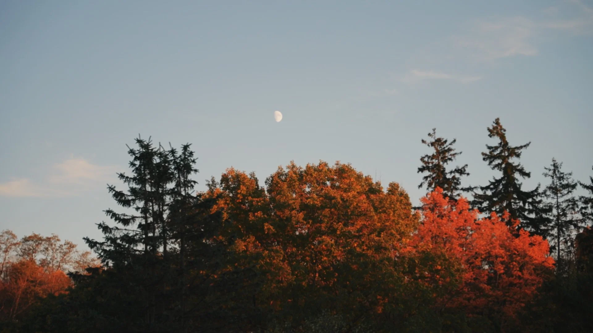 Sky above trees with sunset light, visible moon, clear sky, autumn foliage with orange and green leaves.