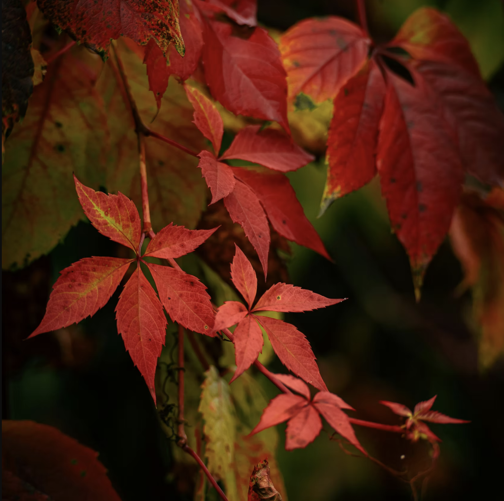 What the Season Leaves: A Virtual Writing Workshop