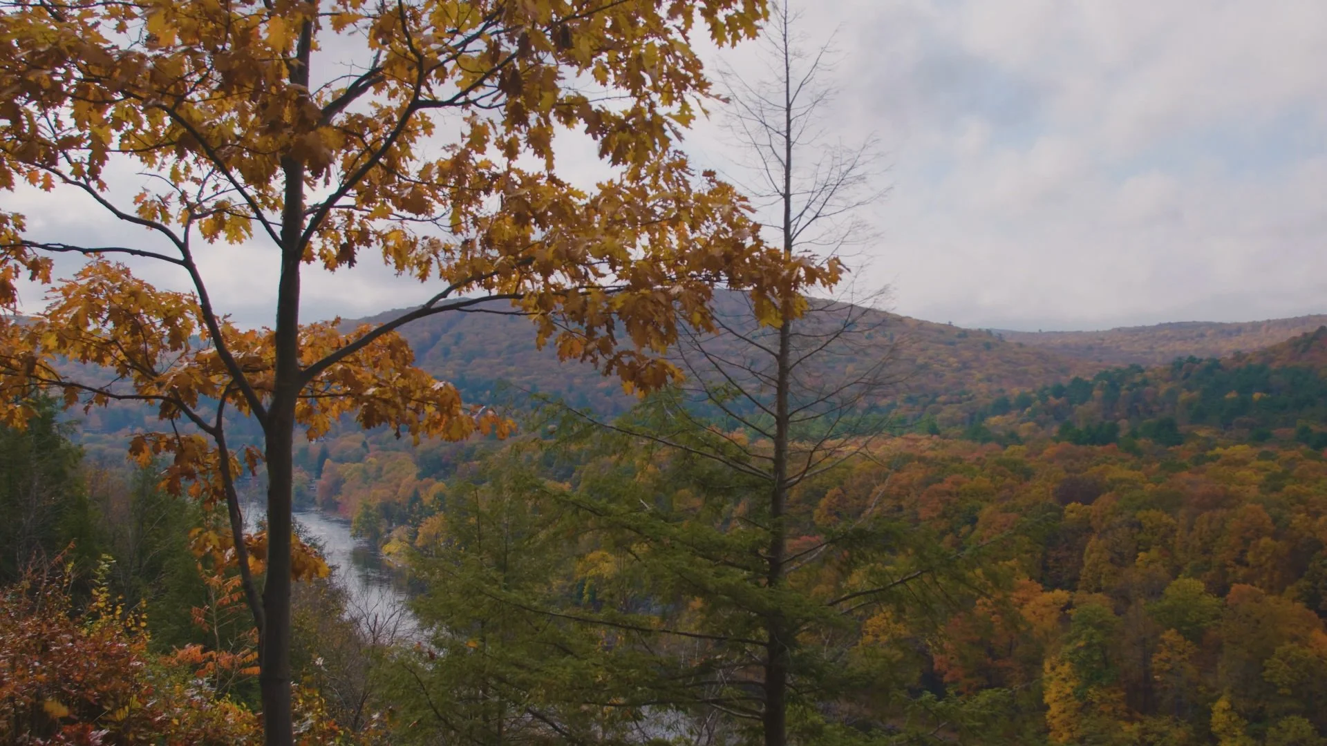 AutumnLeaves.jpg