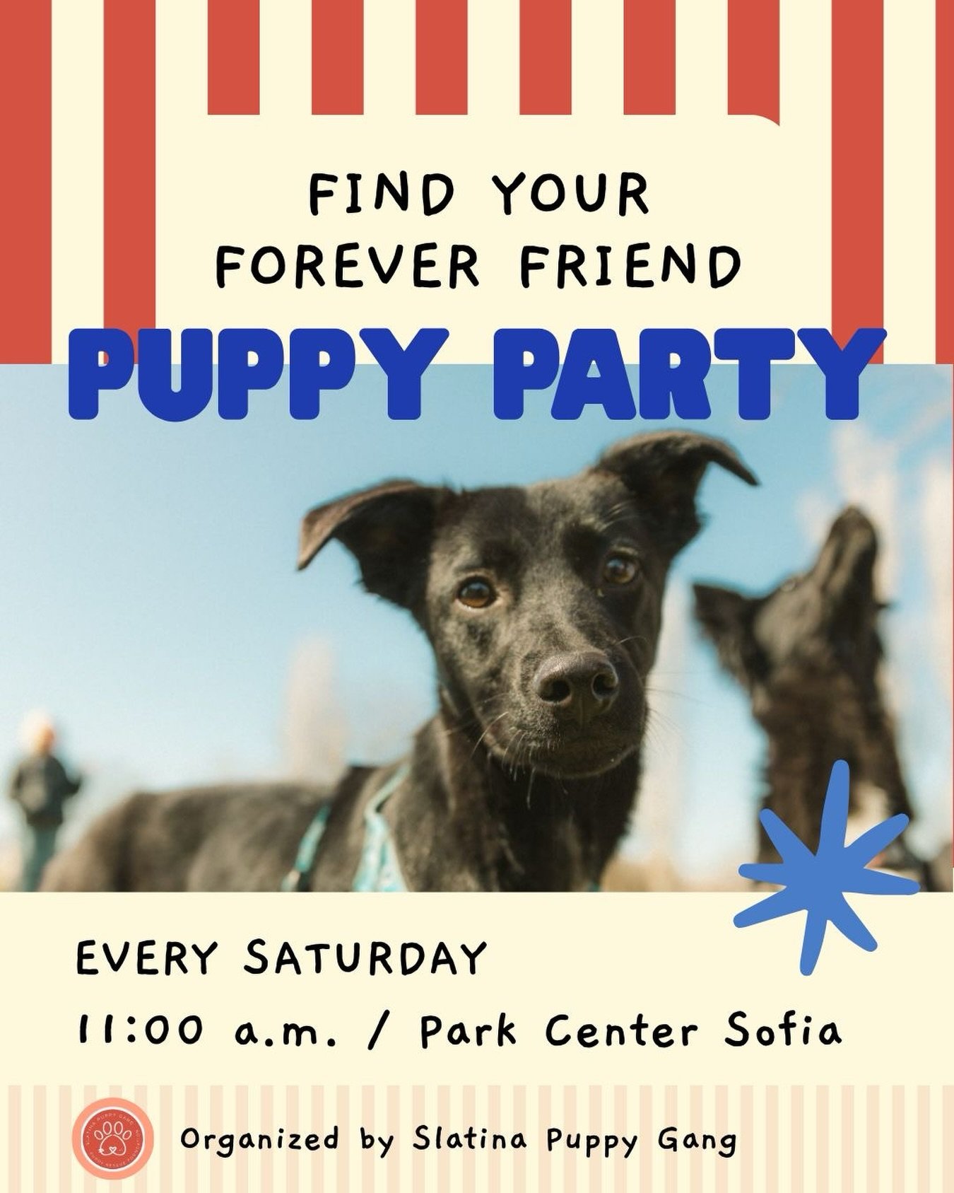 This face is looking for a home. 🖤

Come meet our rescue dogs at the Puppy Party in the park.

Adopt. Foster. Or just come say hi. 👋 

Either way, tails will be wagging. 🐾

📍 Park Center Sofia
🗓️ Every Saturday &middot; 11:00 AM

#adoptdontshop 