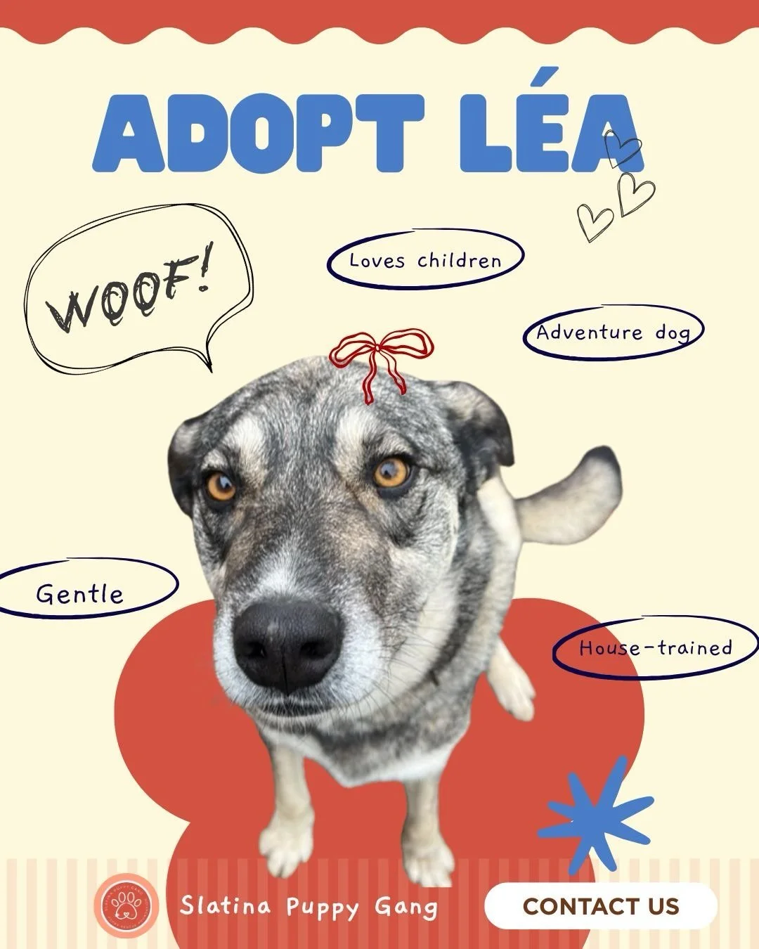 She has hiked mountains. 🏔️ 
Ridden boats. 🚤 
Fallen asleep next to a toddler on the floor. 🥹

She does all of it with the same quiet, steady joy.

Meet L&eacute;a. 🐾 5 years old, 40kg of silver-grey, amber-eyed, wholehearted love. She is calm, g