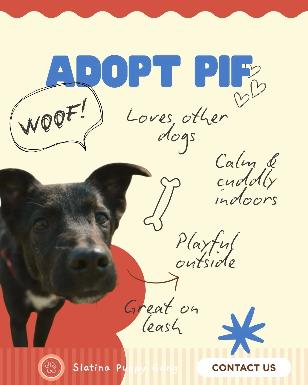 He won&rsquo;t rush up to you.

He&rsquo;ll watch. Assess. Decide you might be okay.

And then quietly become your shadow forever.

Meet Pif 🖤
1 year &middot; male &middot; 10&ndash;12kg

Calm indoors. Playful outside. Deeply cuddly once he trusts y