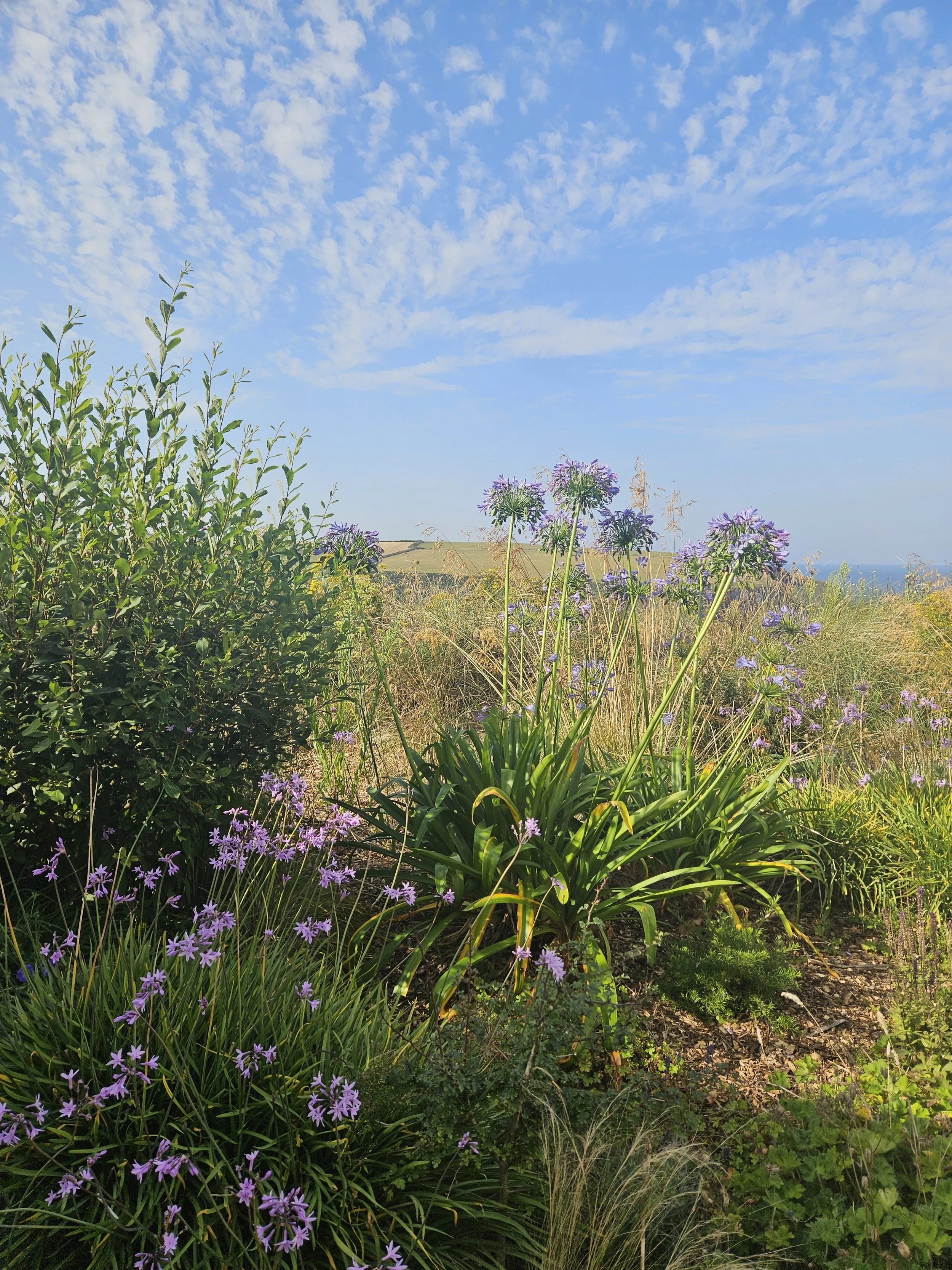 The Bedruthan August.jpg