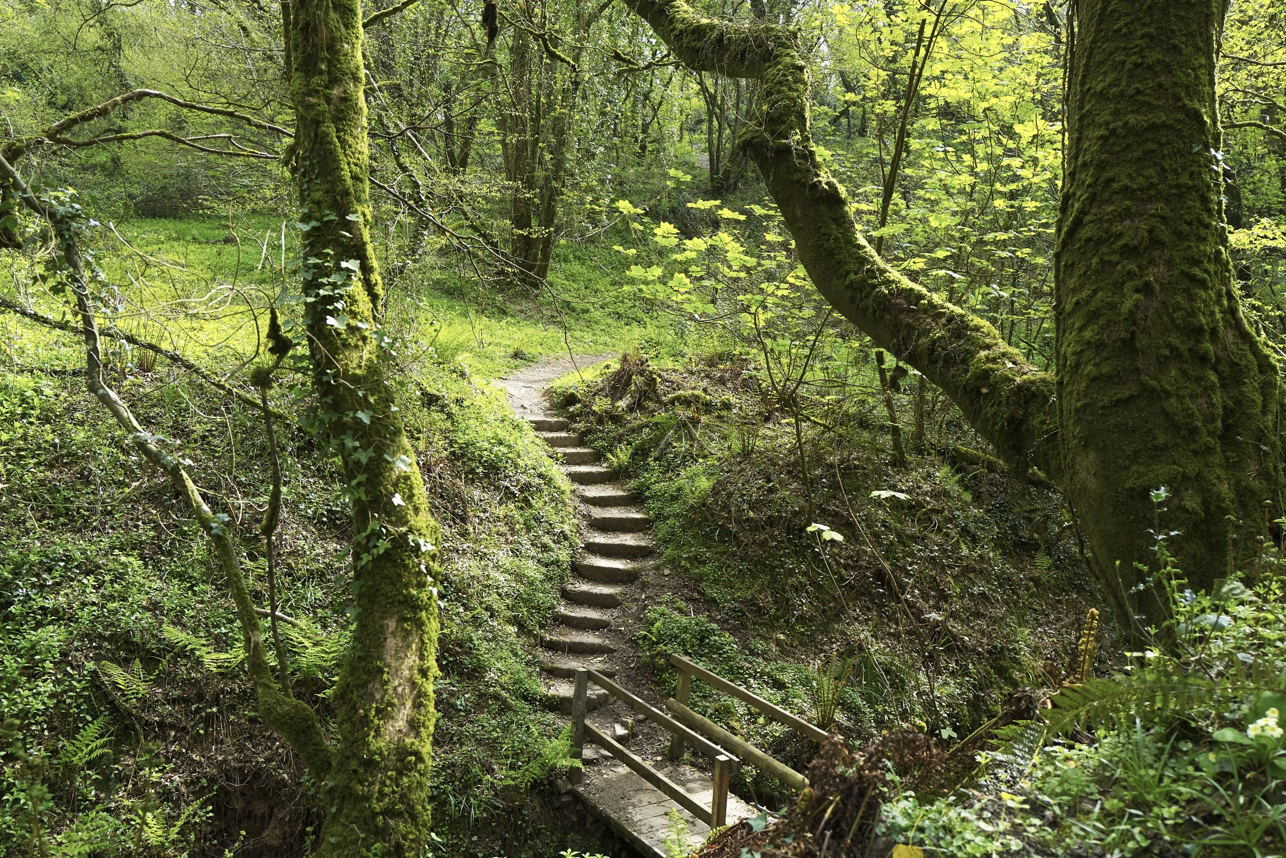 pepercombe walk 1.jpg