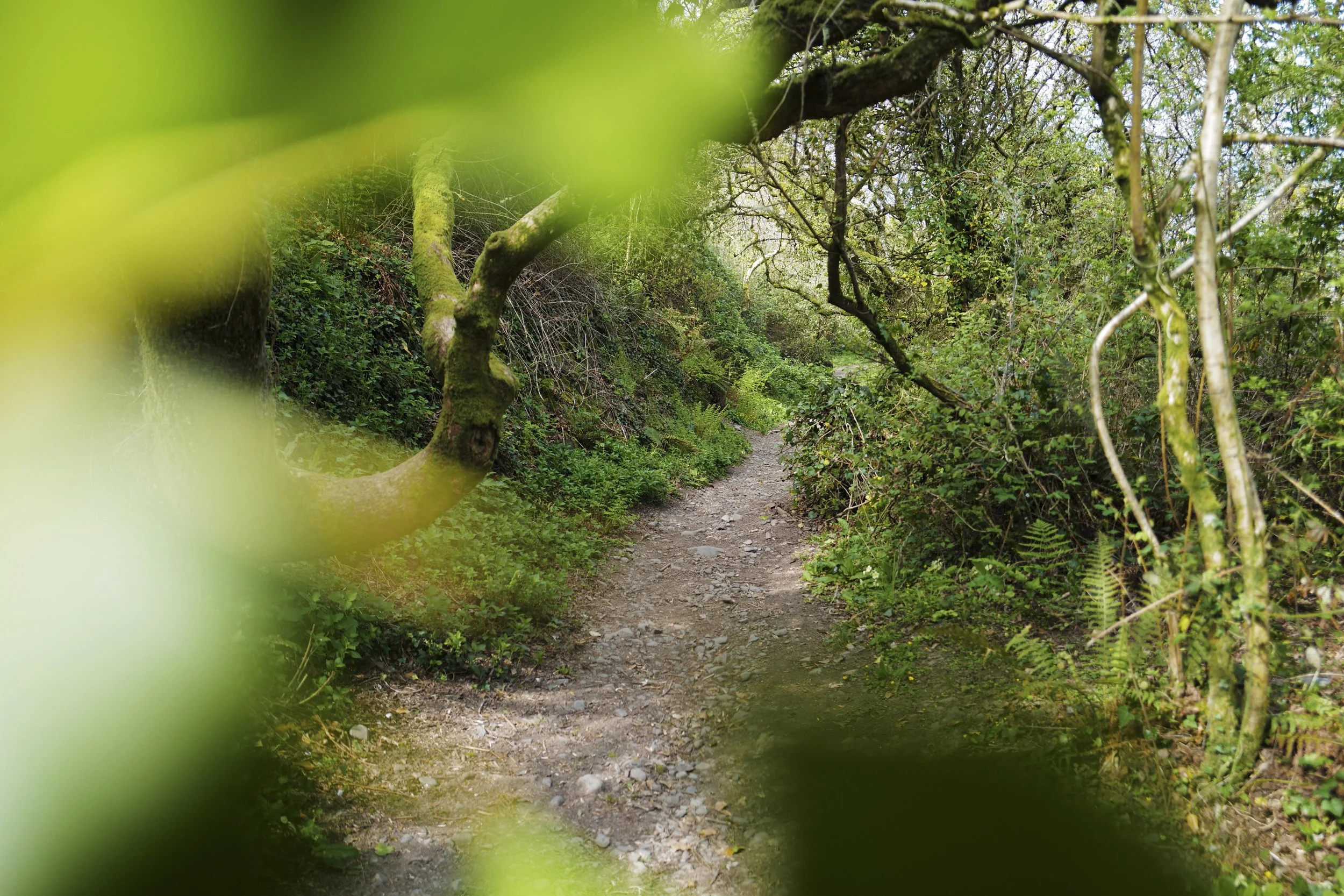 pepercombe walk.jpg
