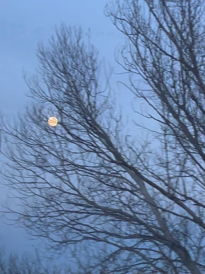 Un photo/video dump de mon hiver ⛄️ j&rsquo;ai trop h&acirc;te que le printemps arrive, que les journ&eacute;es s&rsquo;allongent et se remplissent de couleurs 🌷

Vous aussi vous avez h&acirc;te du printemps ?