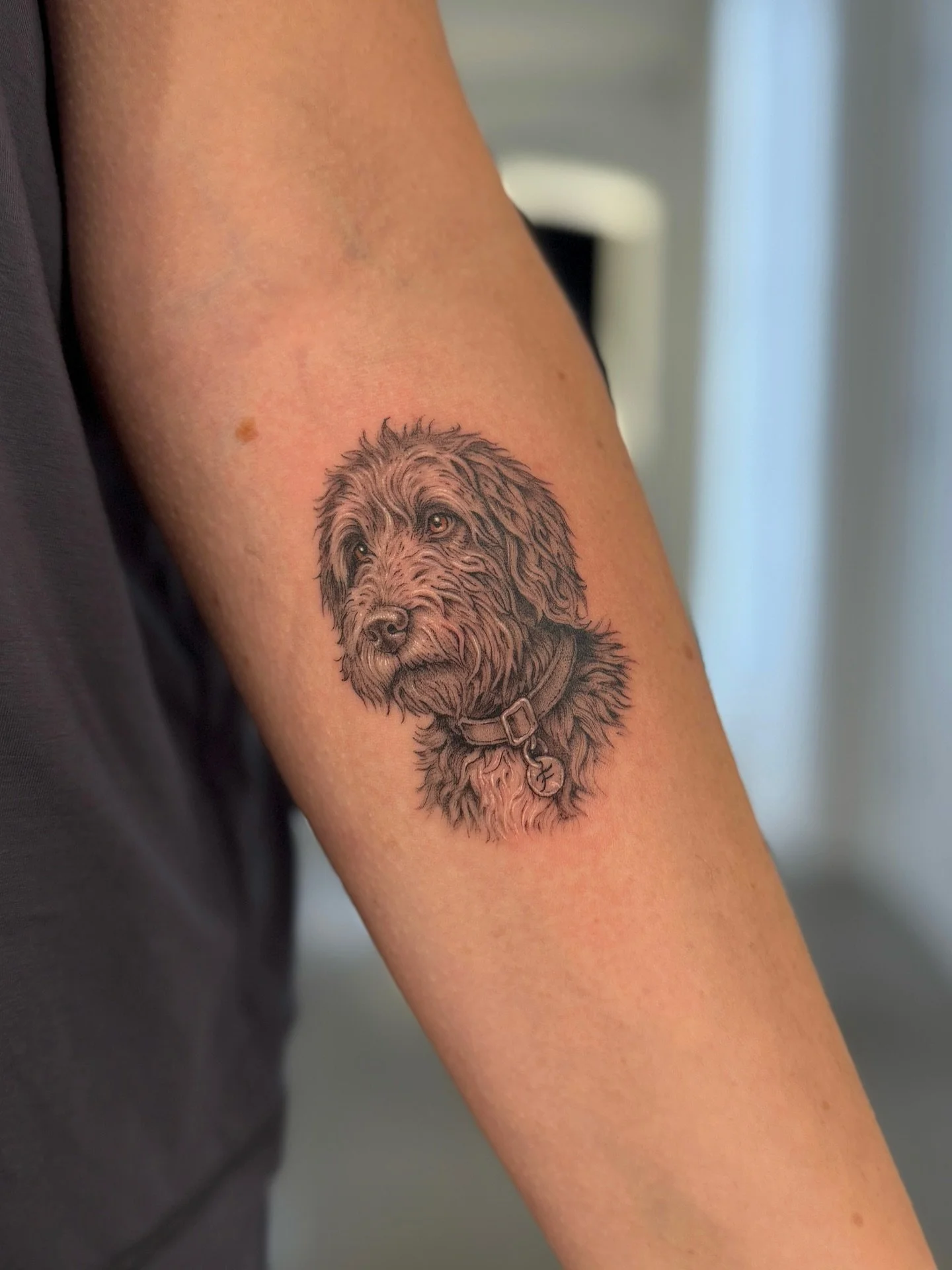 Portrait of lil Frankie for Samantha, Honoured to tattoo this loyal companion 🐶