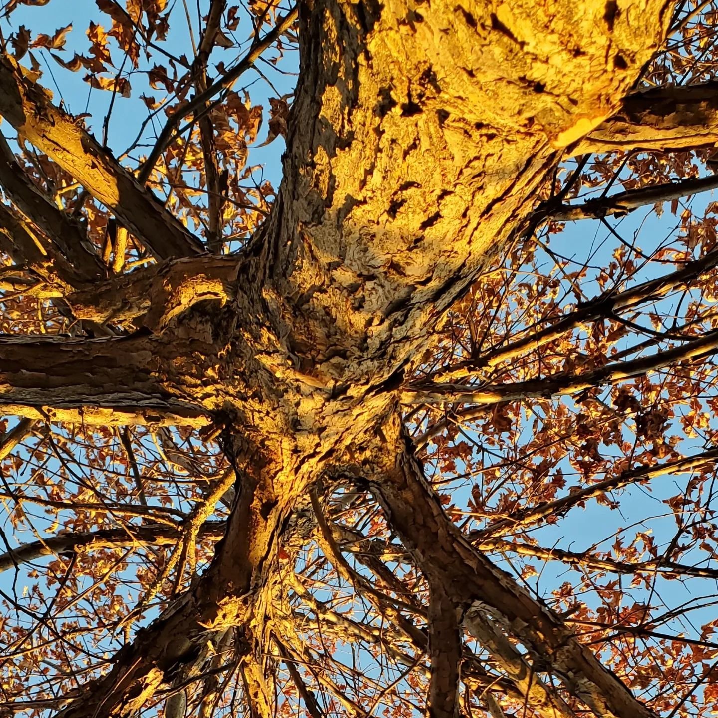 Enjoyed a peaceful moment under this little oak in the the shimmery light.

#stickseasoninvermont 
#takingaminute