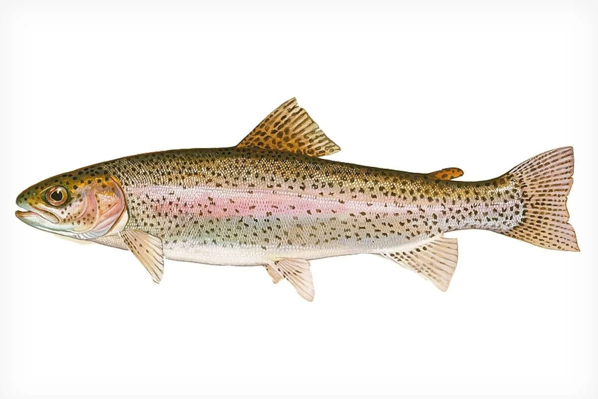 trout.jpg
