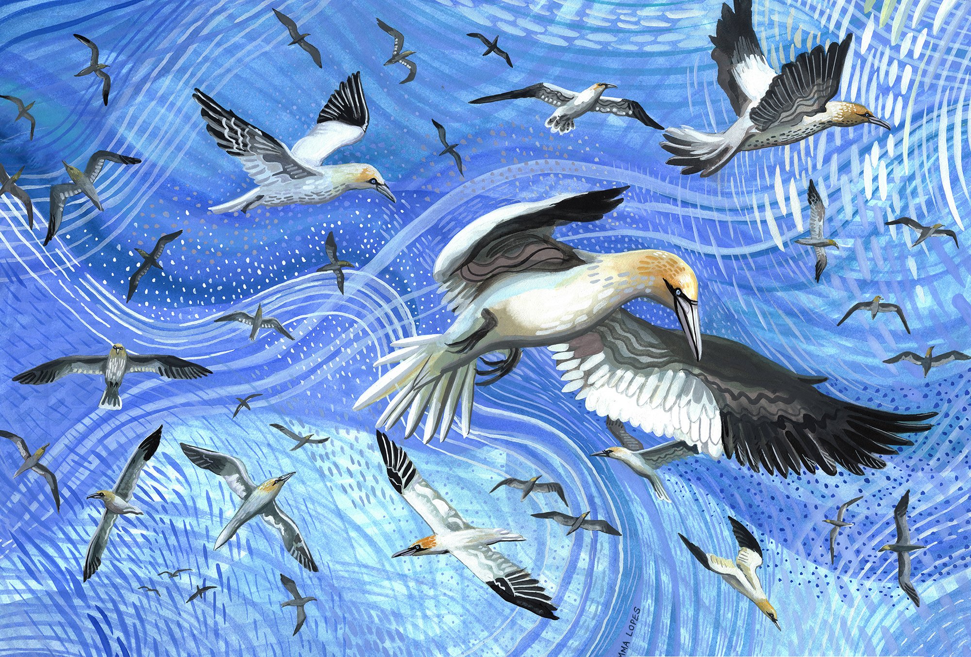 Gannets upload.jpg