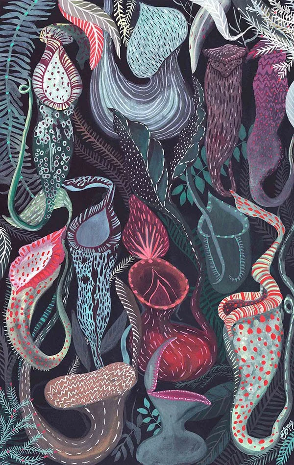 Pitcher Plants of Borneo