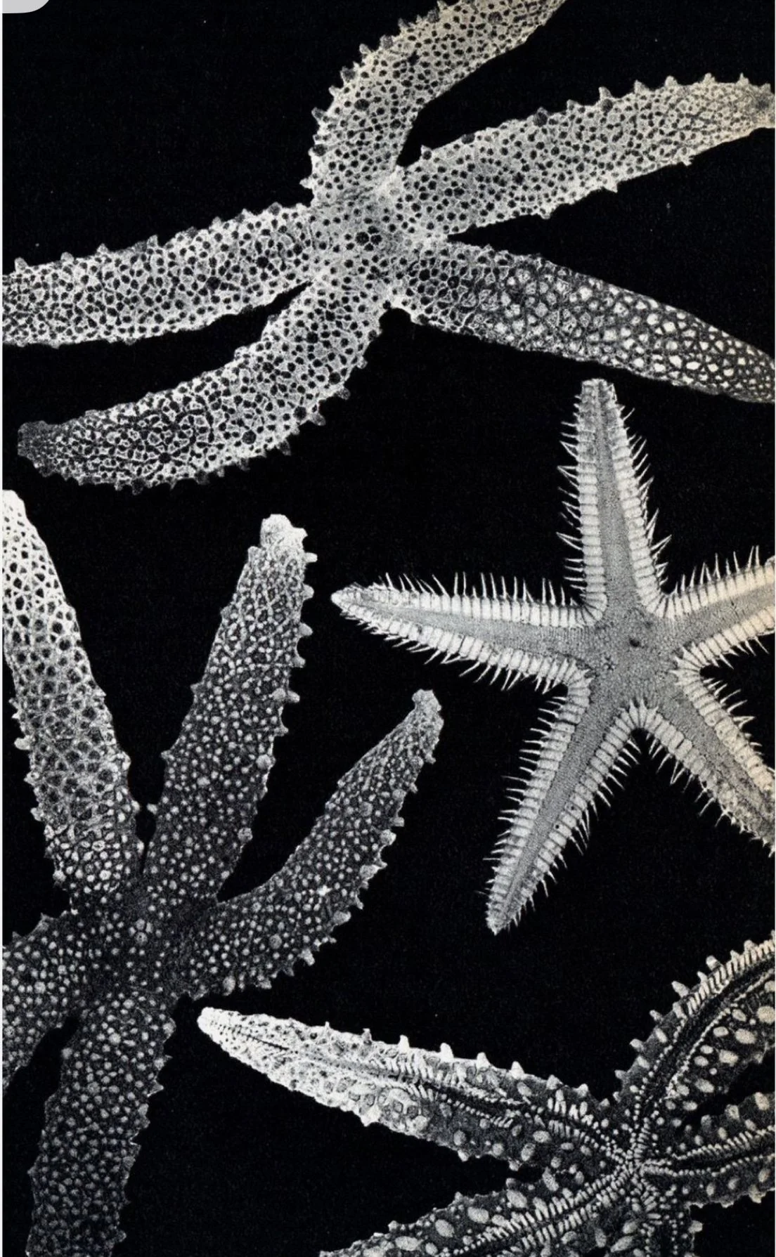 Black and white photo of various starfish with different textures and shapes against a dark background.