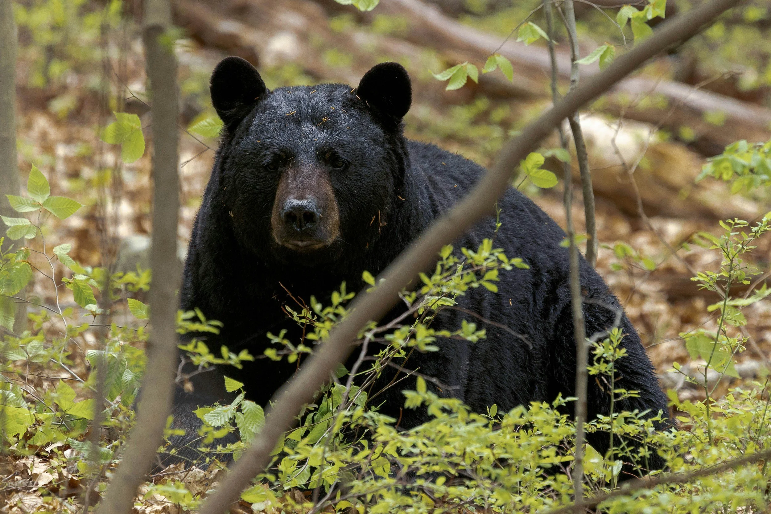 The Bear Test for Better Feedback