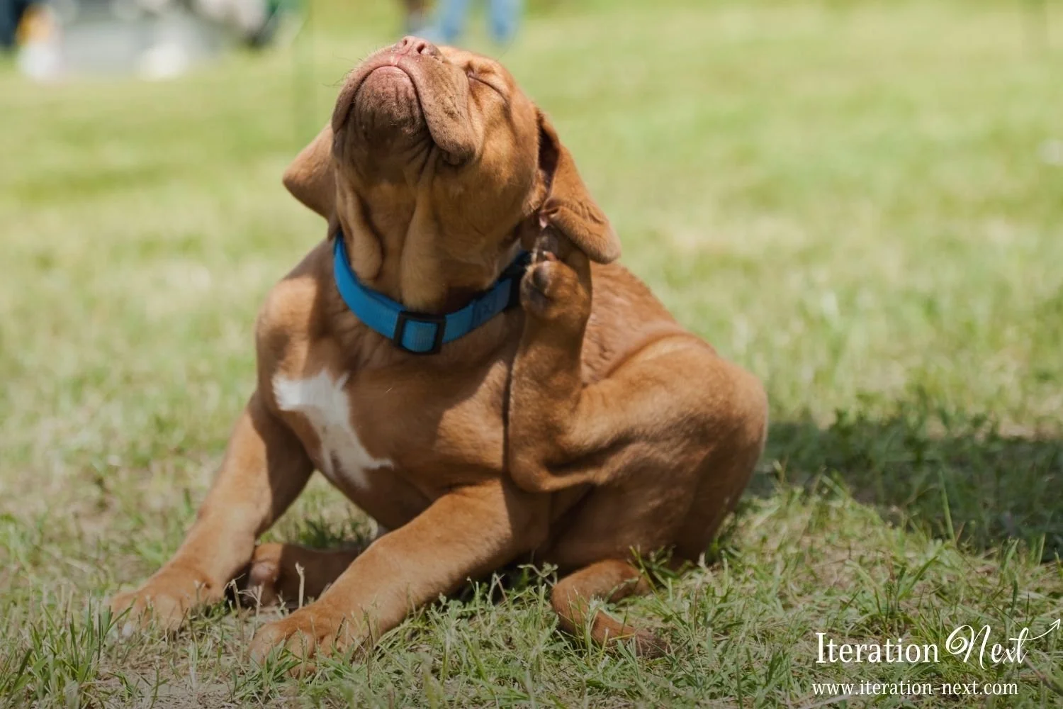 Can you be grateful for fleas?