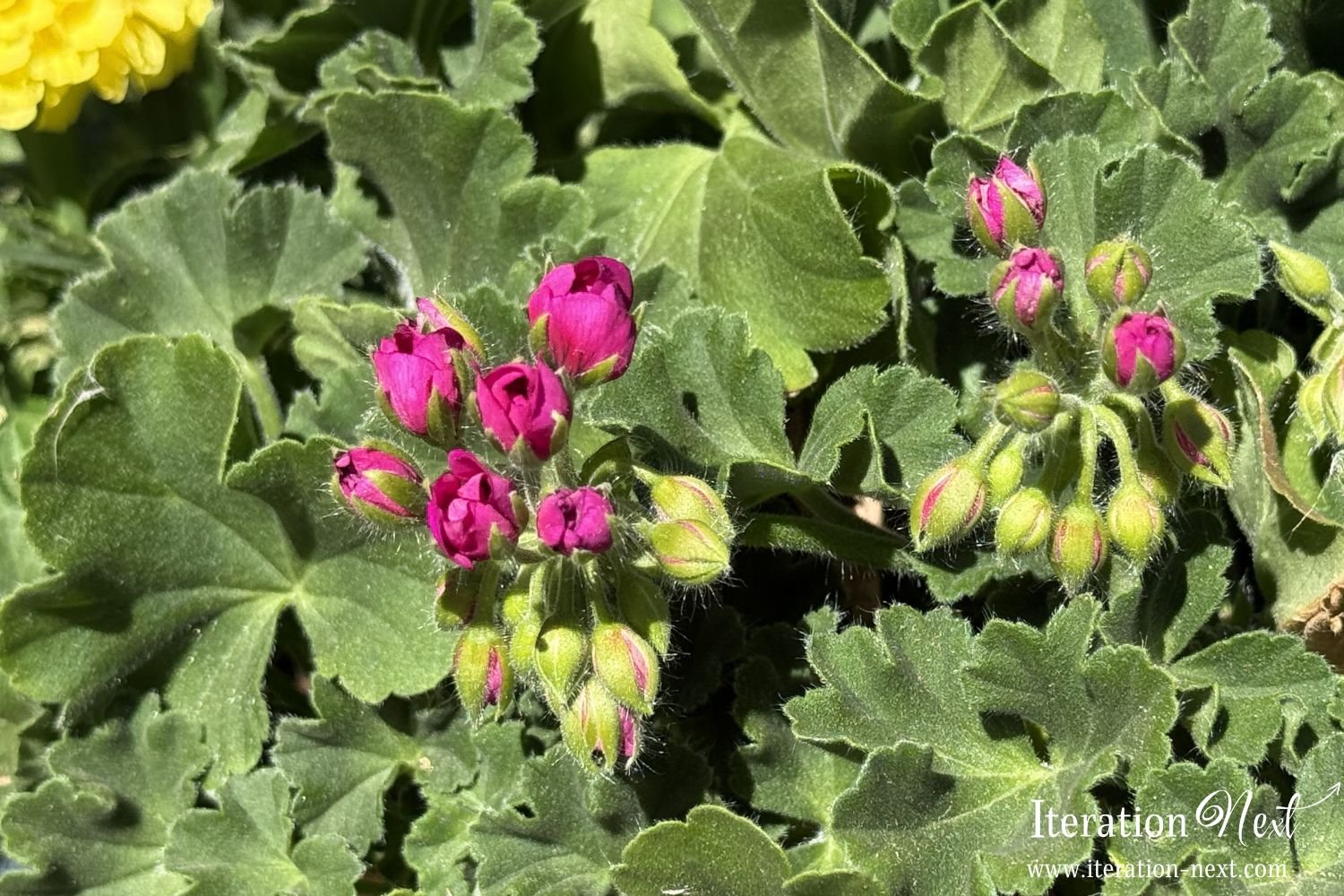 My Hope for the Geraniums
