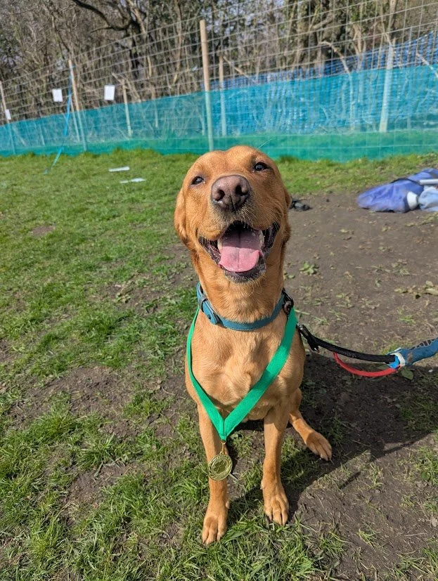 A yellow labrador panting and wearing a gold medal