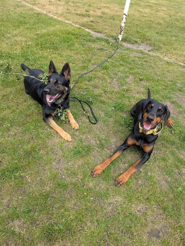Two dogs lay next to each other calmly.