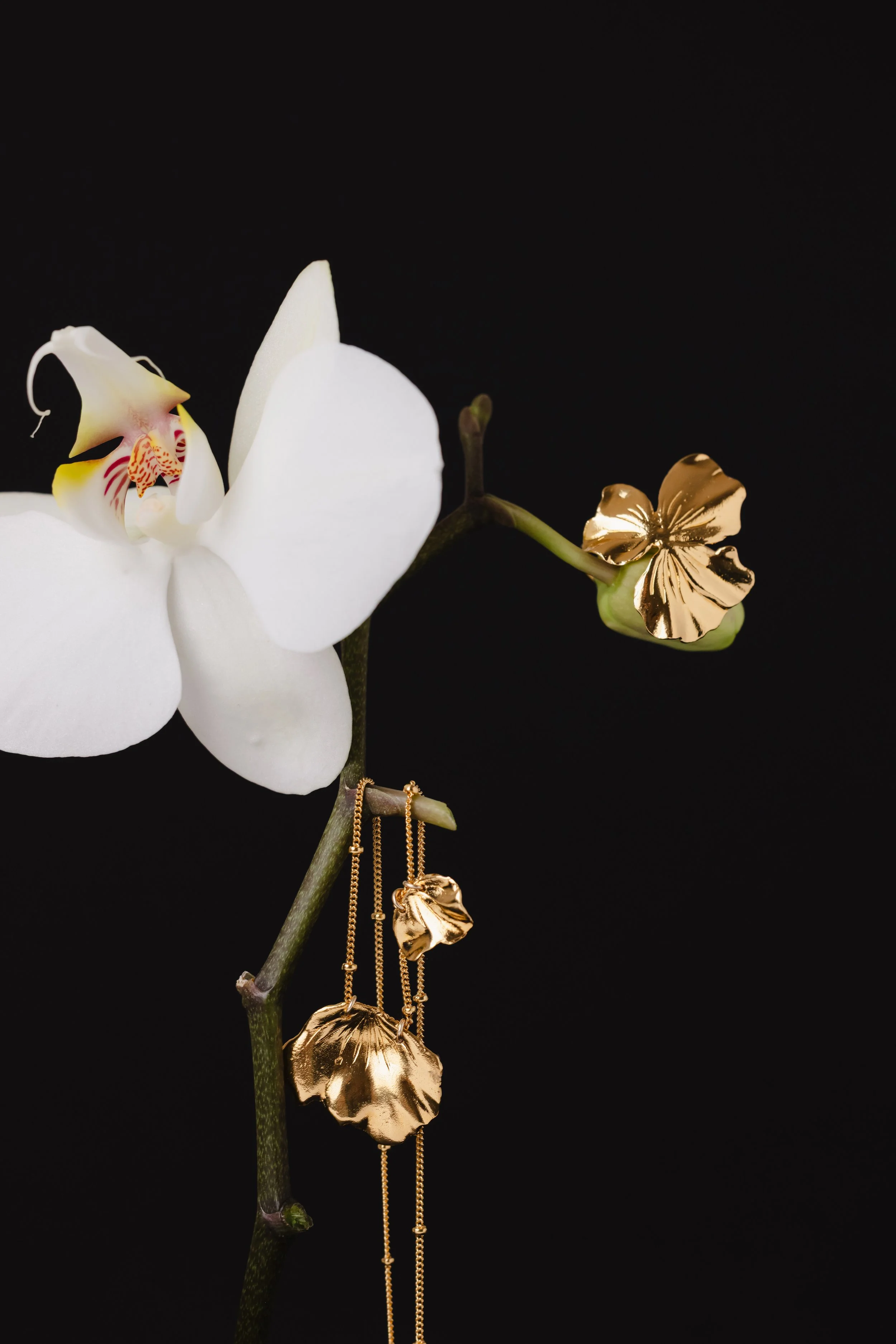 Collier et bague en or posés en équilibre sur une orchidée sur fond noir