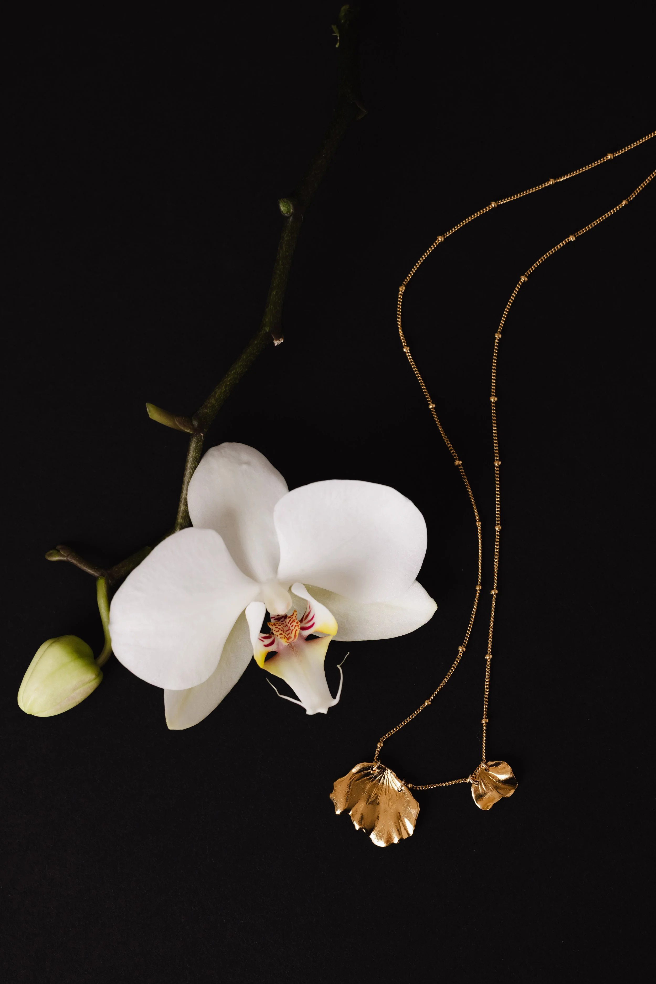 Collier en or délicatement posé à côté d'une orchidée sur fond noir