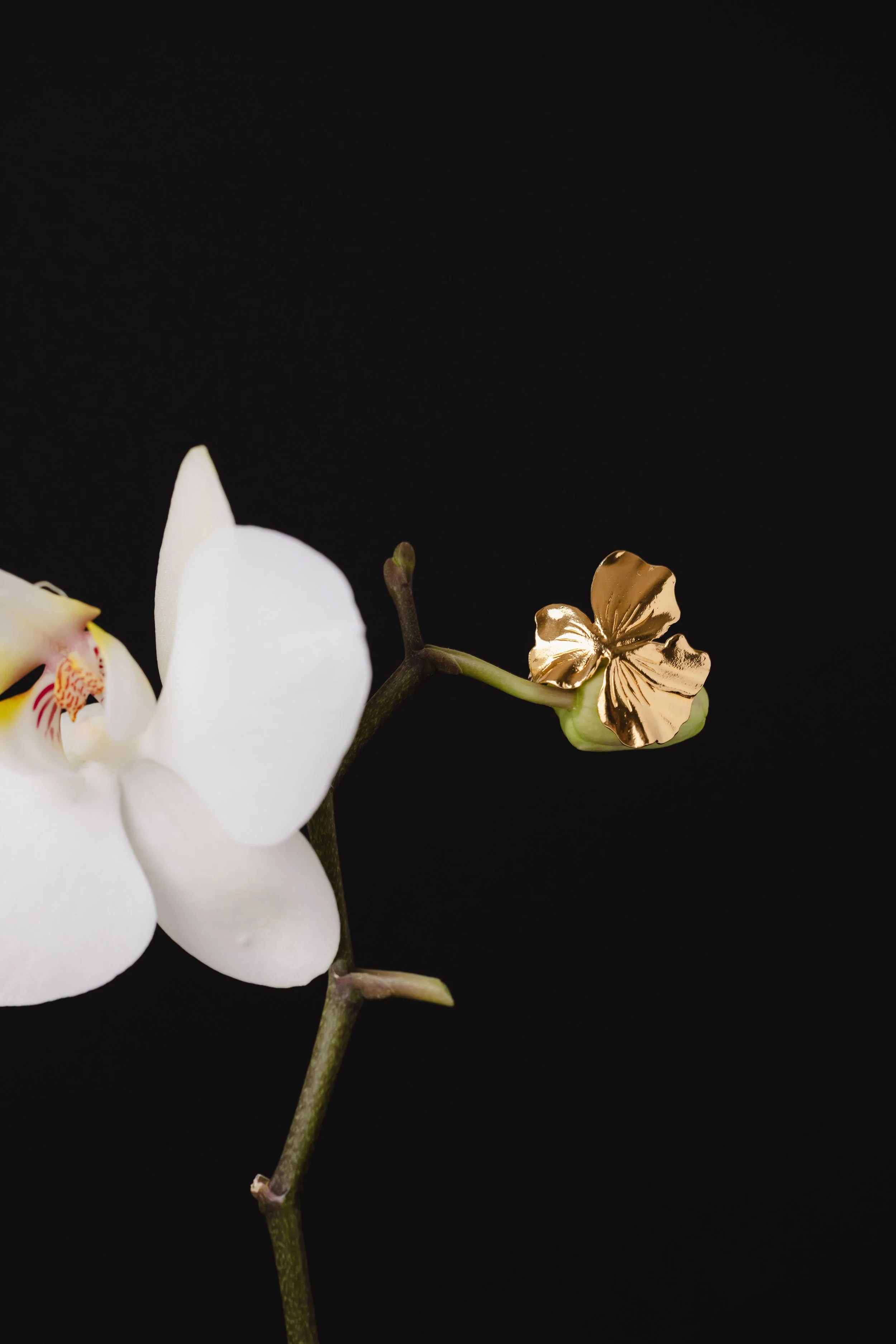 Bague en forme de fleur dorée posée en équilibre sur une orchidée sur fond noir