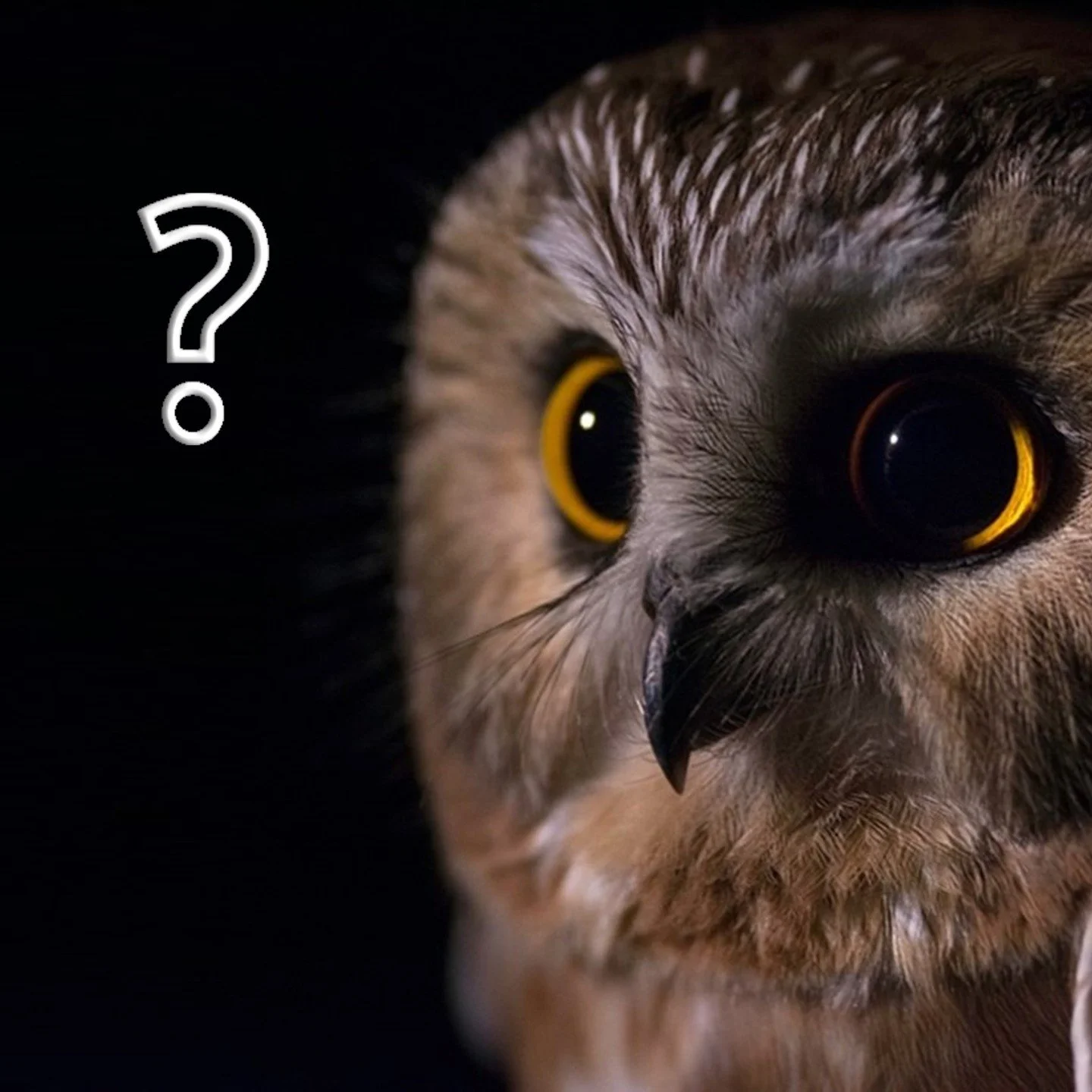 ❓ Got questions? We&rsquo;ve got answers.

Tap The Question Mark to get quick support and learn all about the app &mdash; just make sure you&rsquo;re online! ⏱️📱

For pros who want help right when they need it, so nothing slows down their workflow.
