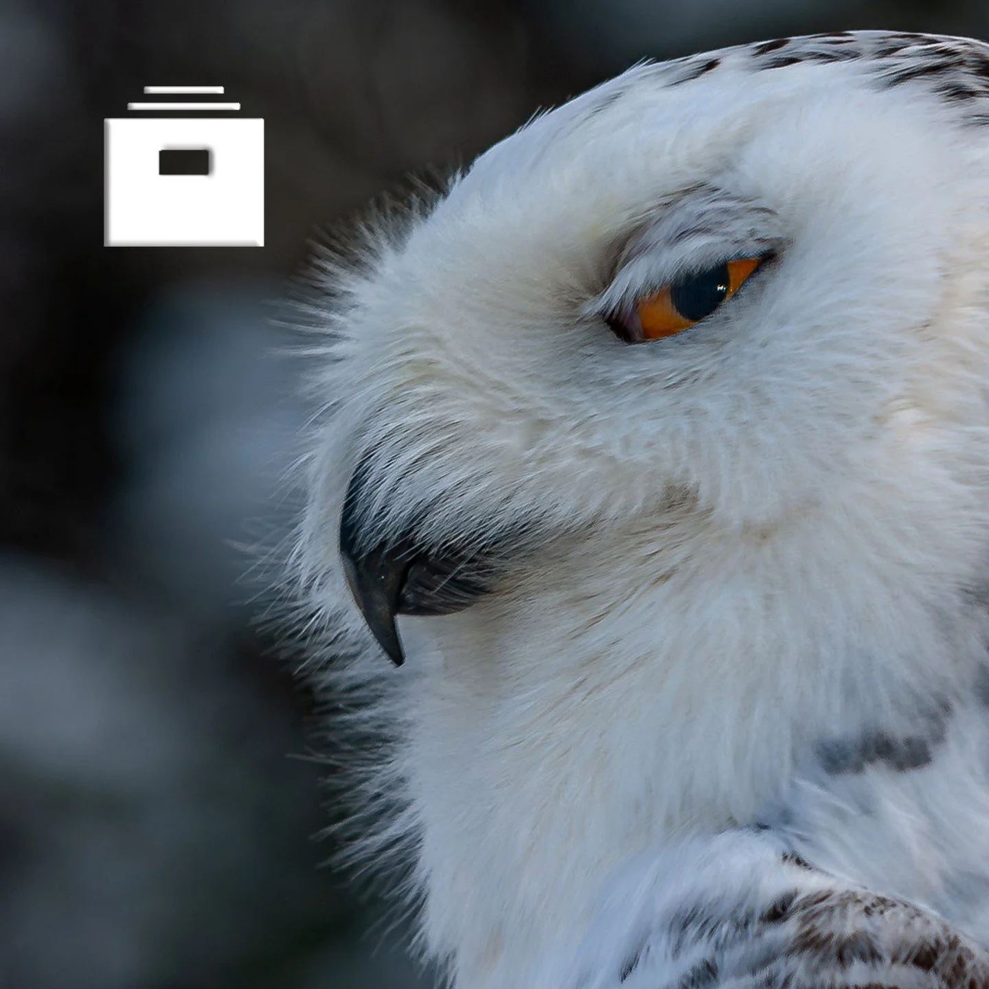 📁 Finished your inspection? It&rsquo;s time to Archive.

Inspectagram&rsquo;s Archive is your go-to spot for all completed inspections &mdash; organized, secure, and always accessible. ✅📱

✨ Play around with the app and see how easy it is to keep y