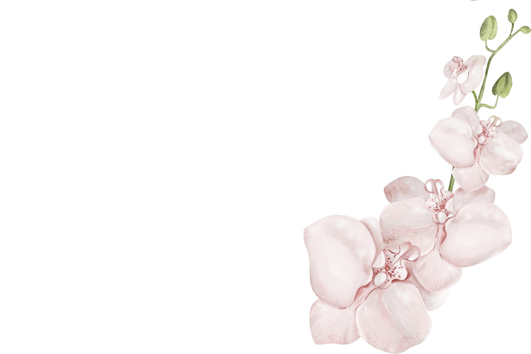 Pink orchids with green leaves